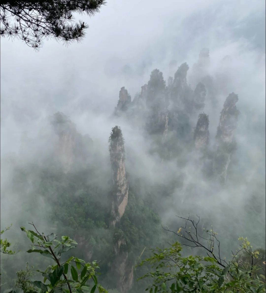 张家界自然探险森林公园旅行图片 2