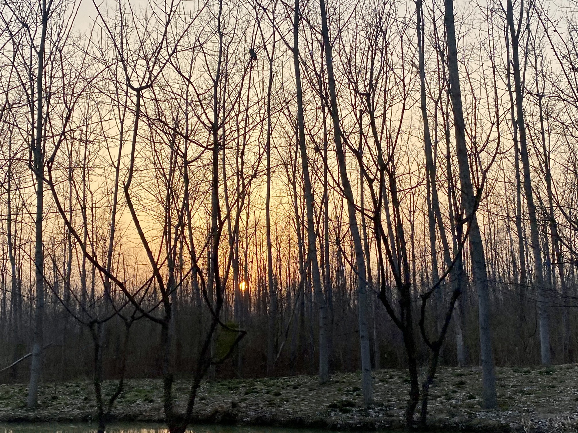 庐江阳家墩景区旅行图片 2