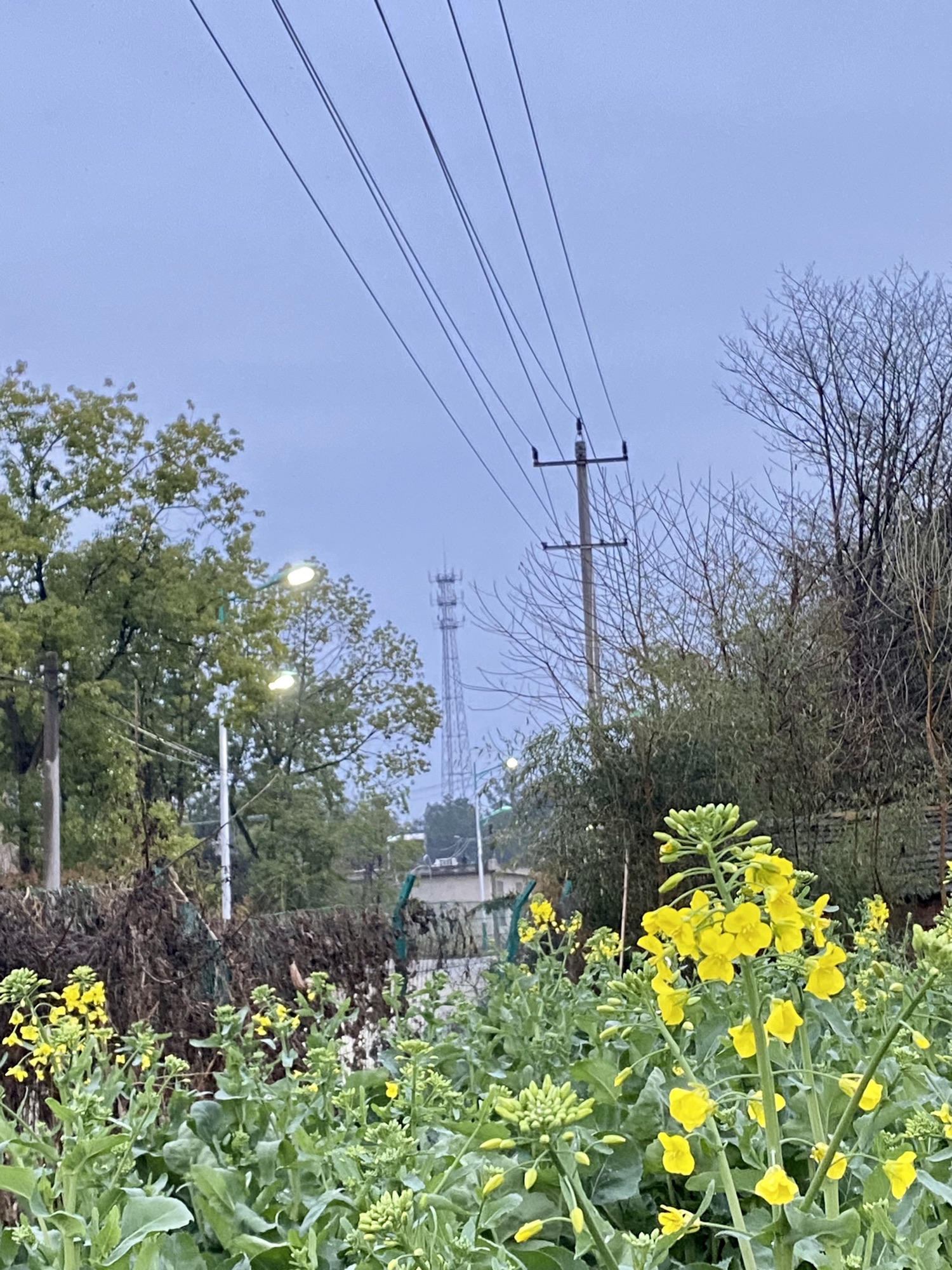 庐江阳家墩景区旅行图片 1