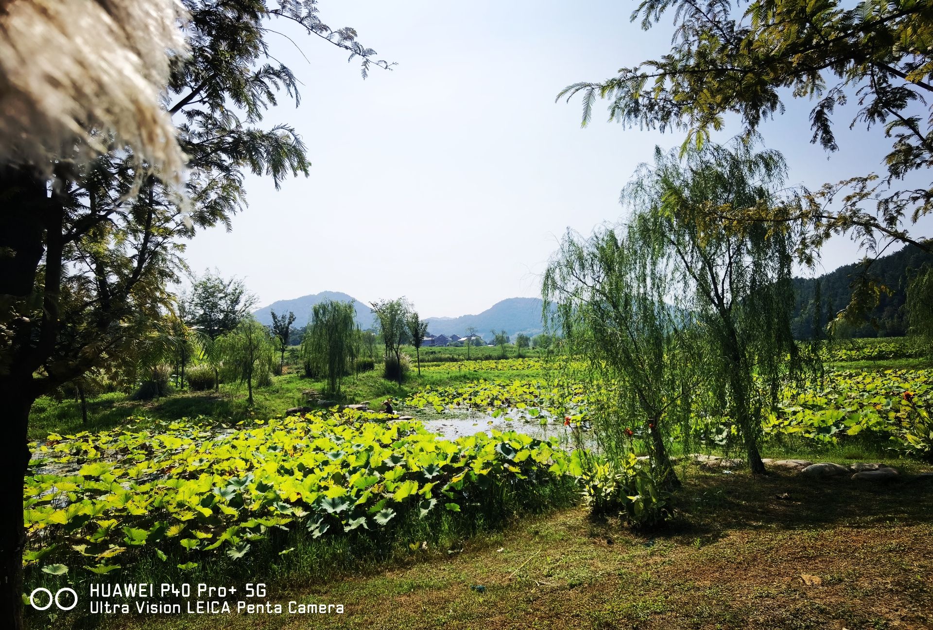 庐江阳家墩景区旅行图片 3