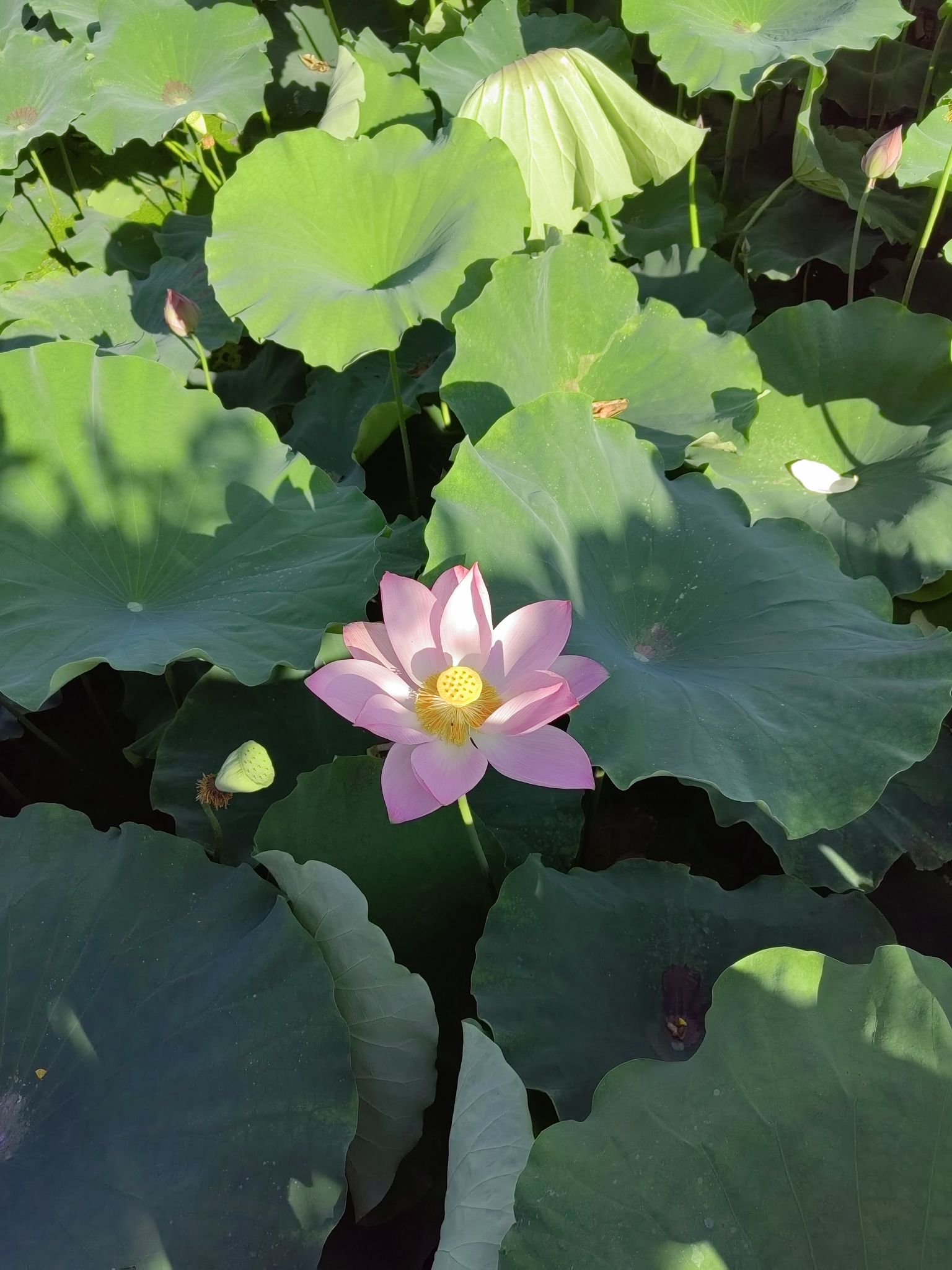卧石村莲池公园旅行图片 2