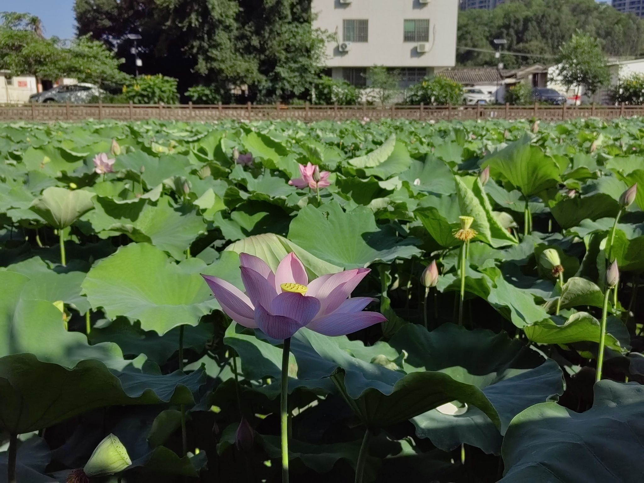 卧石村莲池公园旅行图片 1