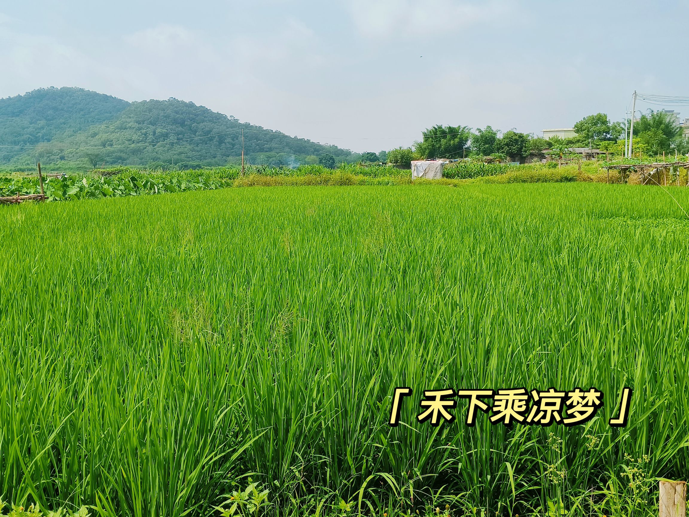 卧石村莲池公园旅行图片 3