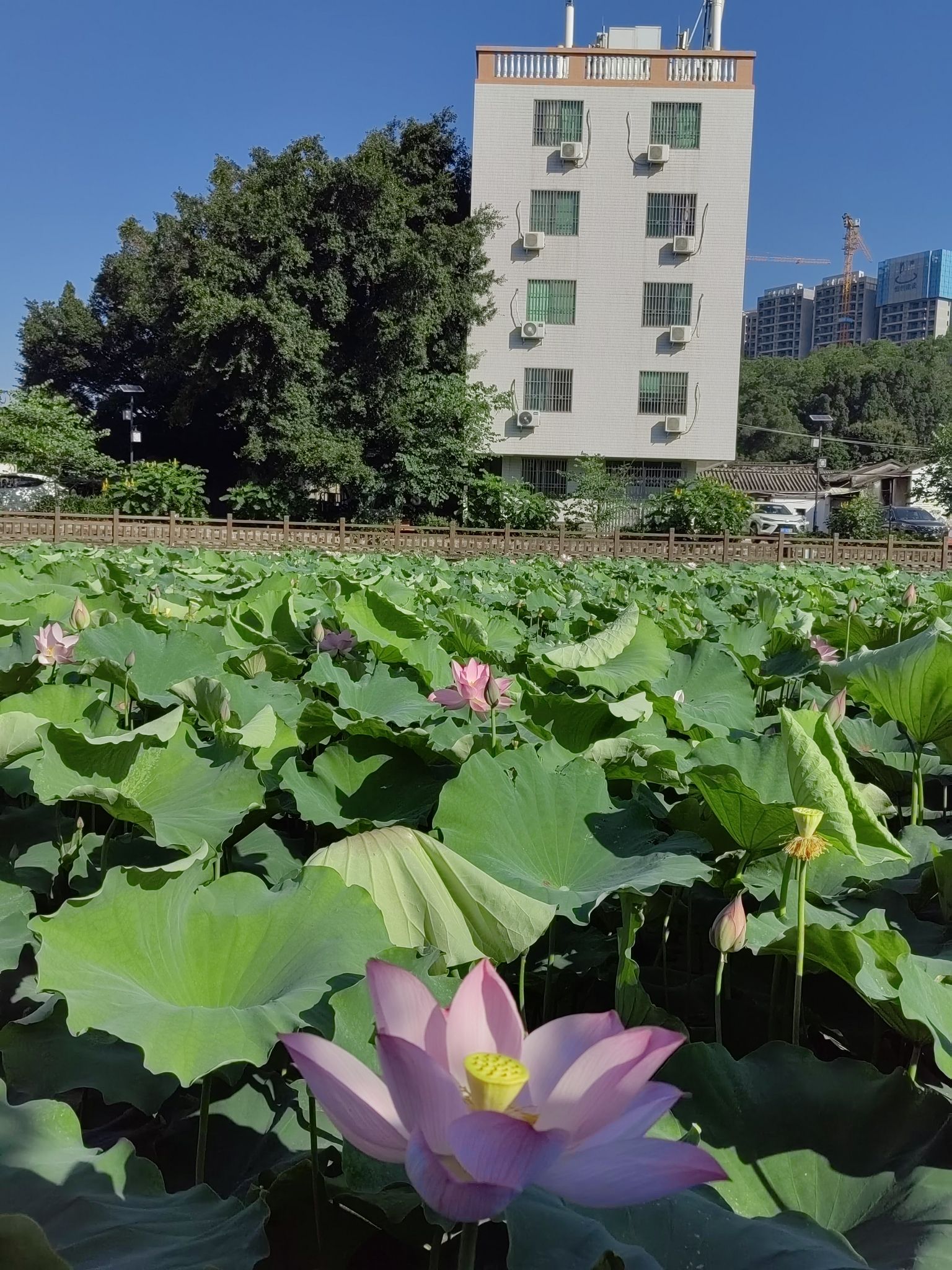 卧石村莲池公园旅行图片 3