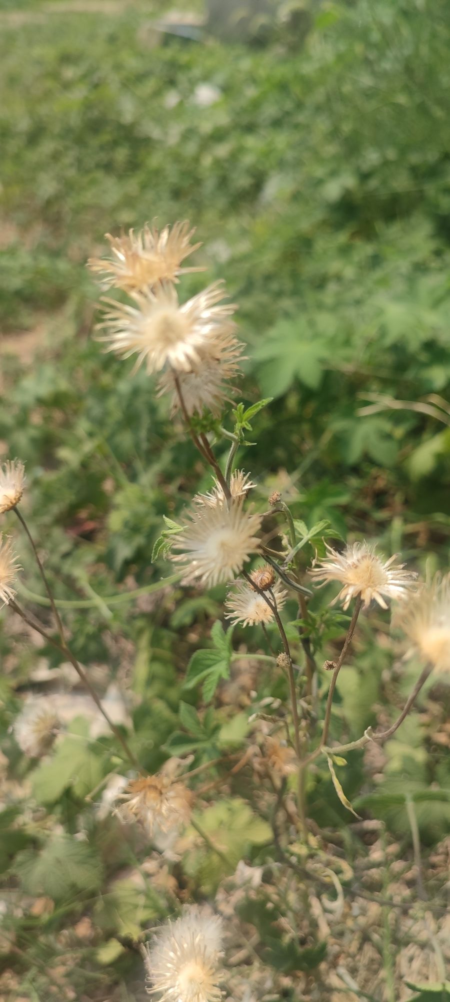 醉美白鹤花海旅行图片 3