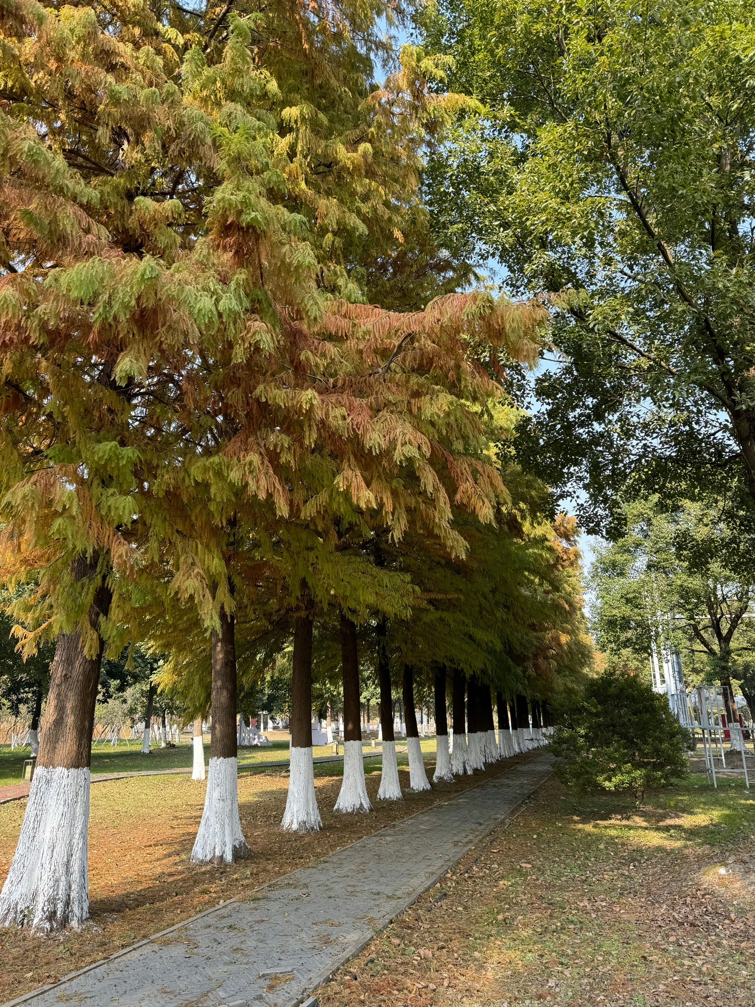 古里红豆山庄旅行图片 2