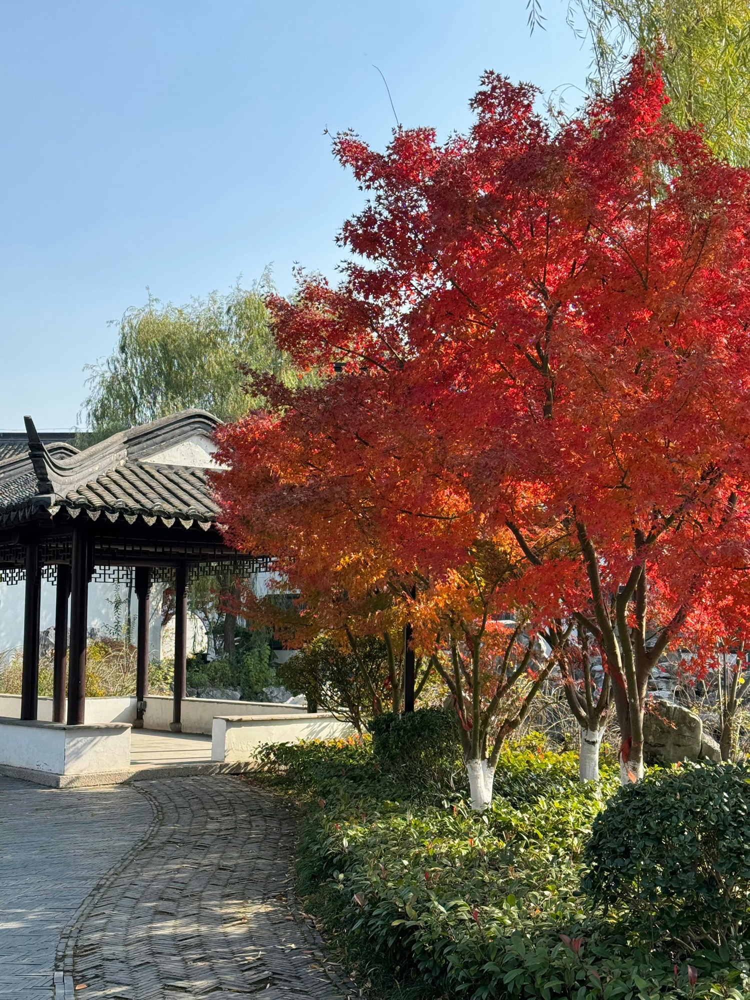 古里红豆山庄旅行图片 1