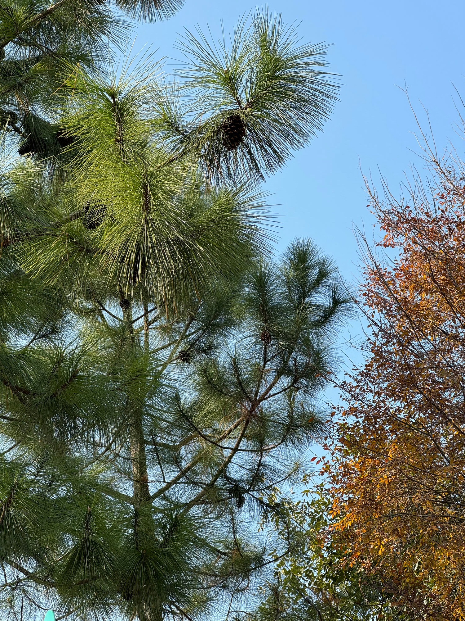 古里红豆山庄旅行图片 1