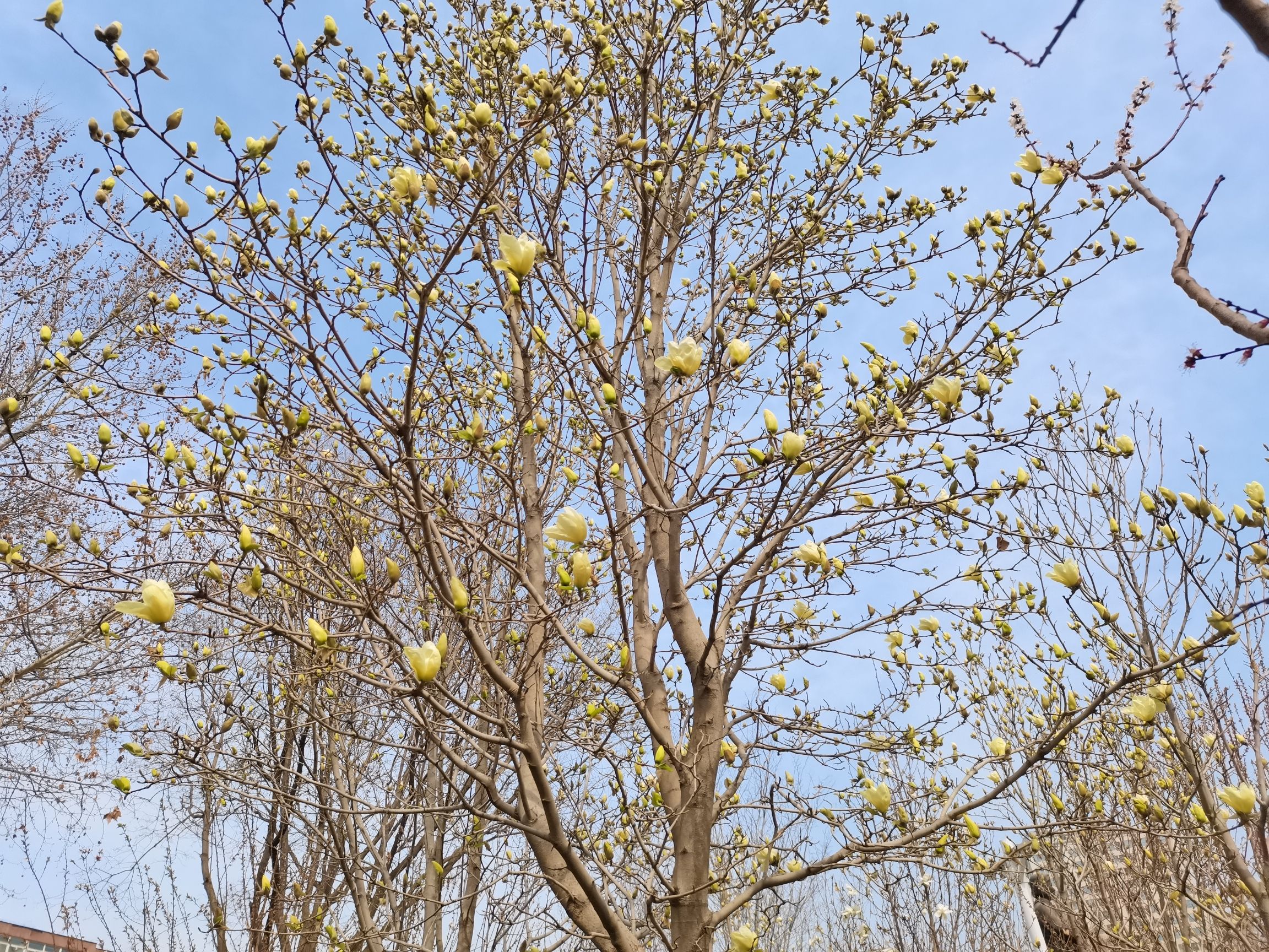 劳模公园旅行图片 3