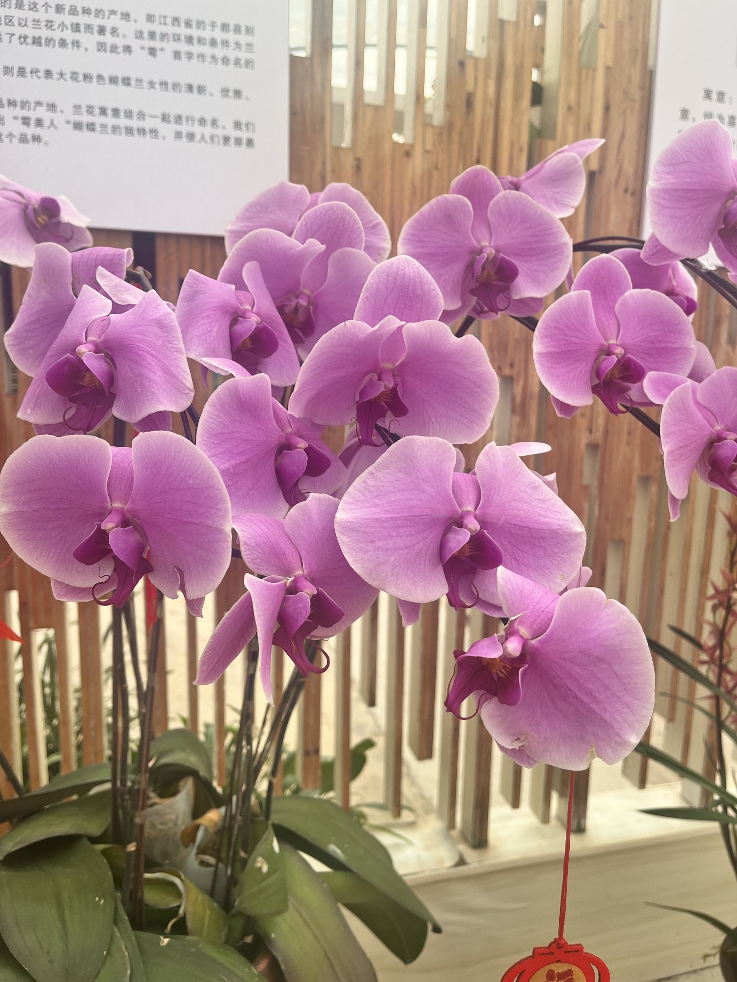 于都禾丰兰花小镇博兰园旅行图片 3