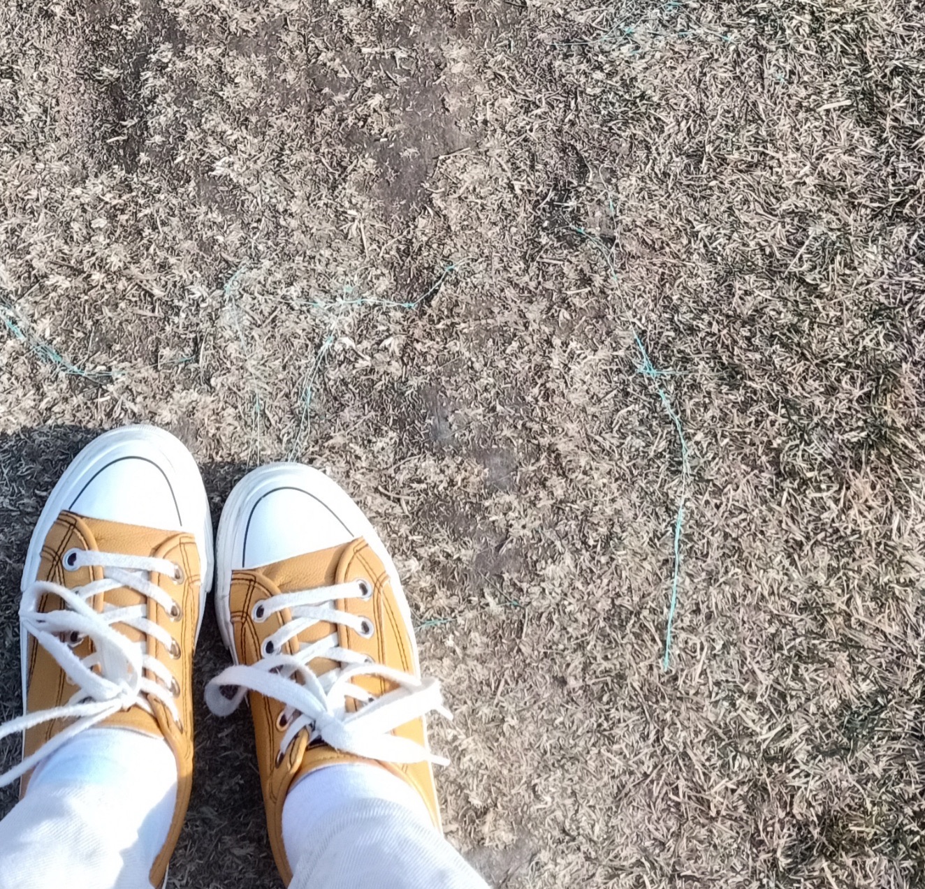 绵羊牧场旅行图片 3