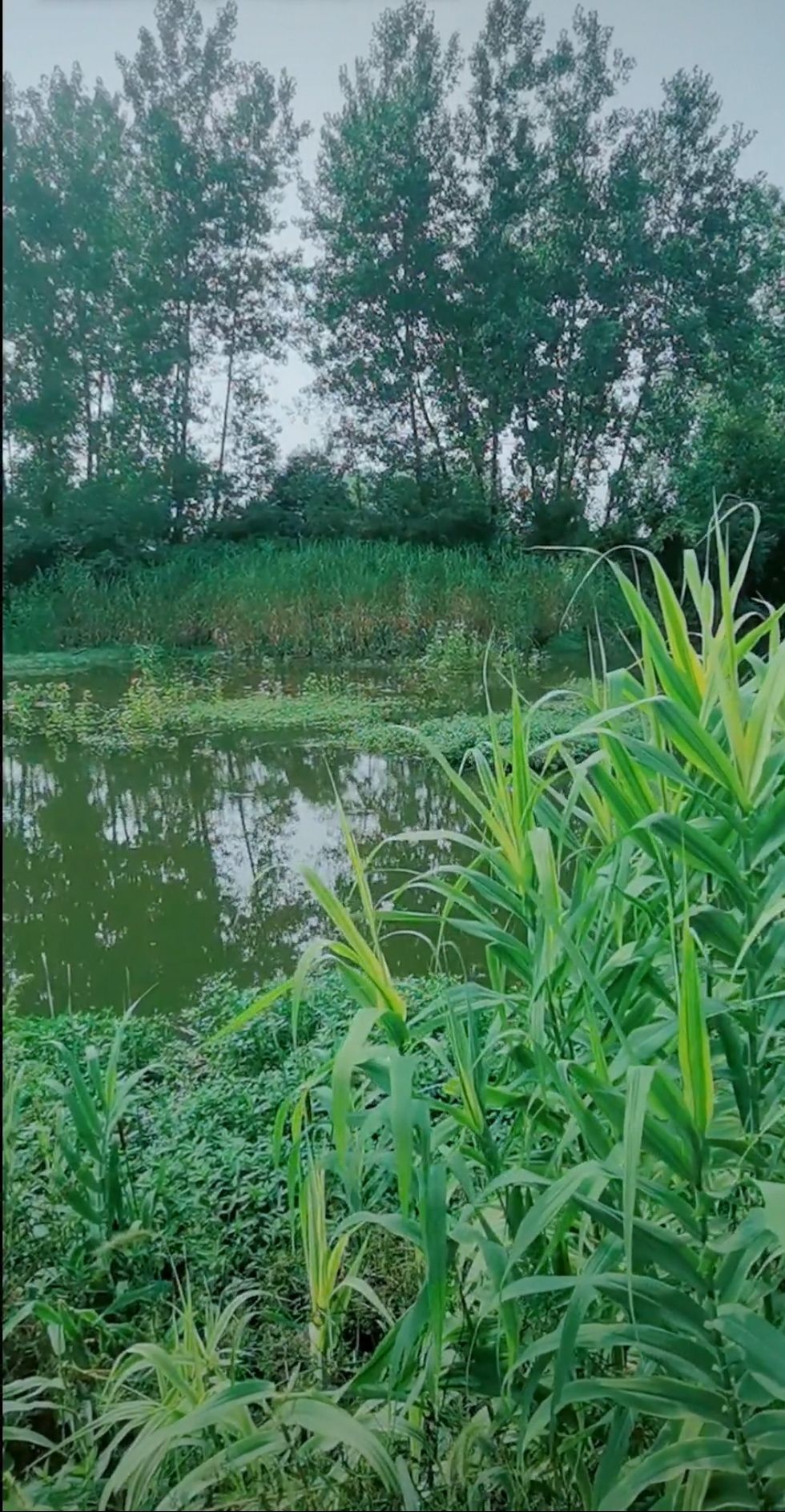 蔡桥河湿地公园旅行图片 1