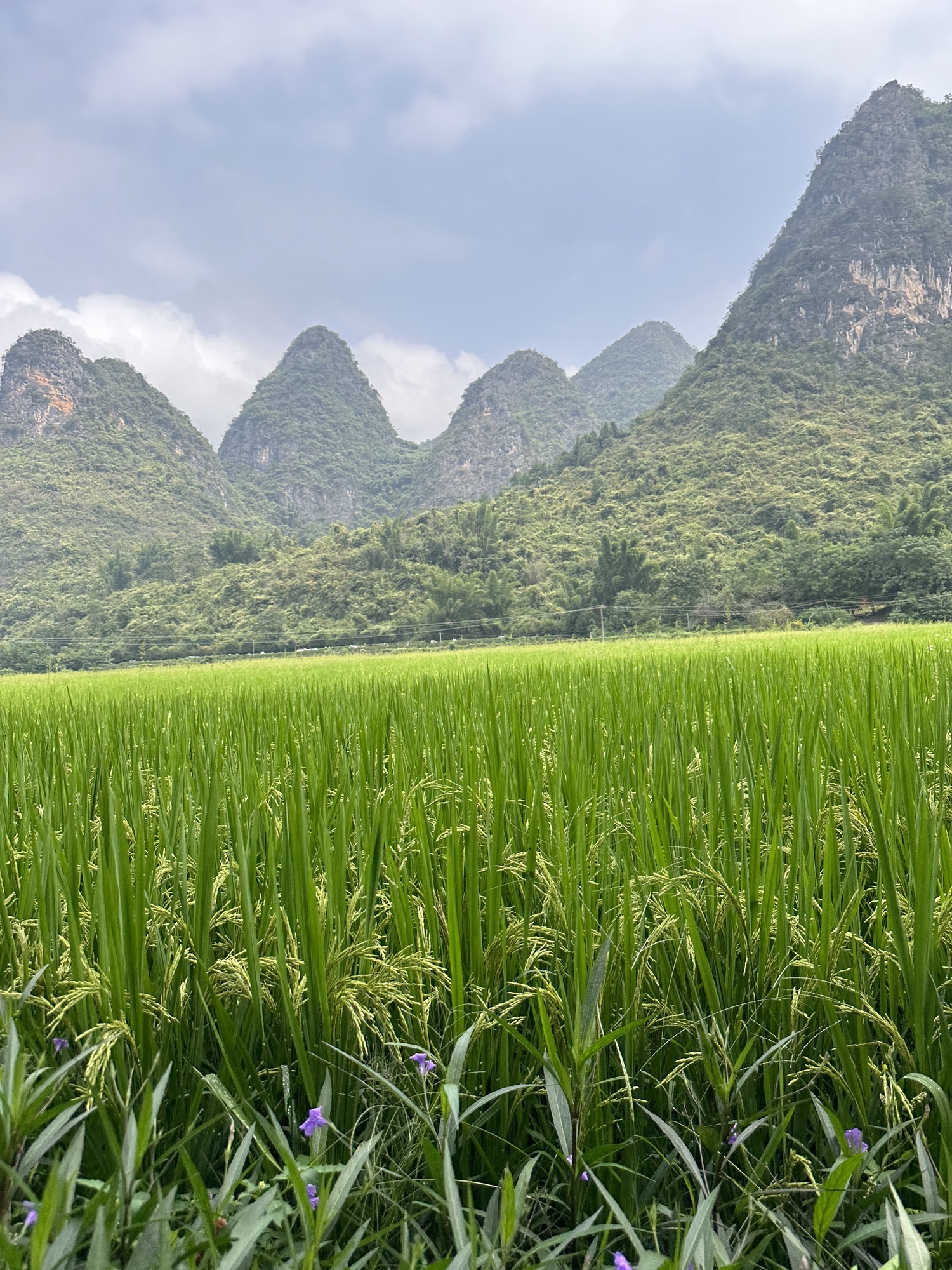 梦幻遇龙花映稻香景区旅行图片 1