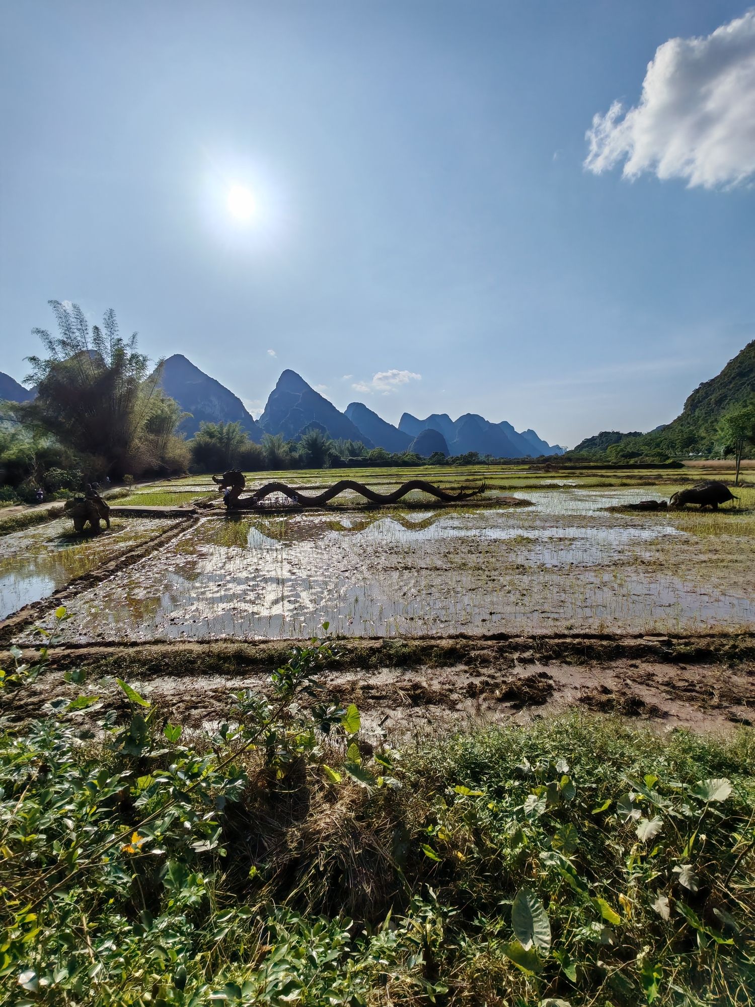 梦幻遇龙花映稻香景区旅行图片 3