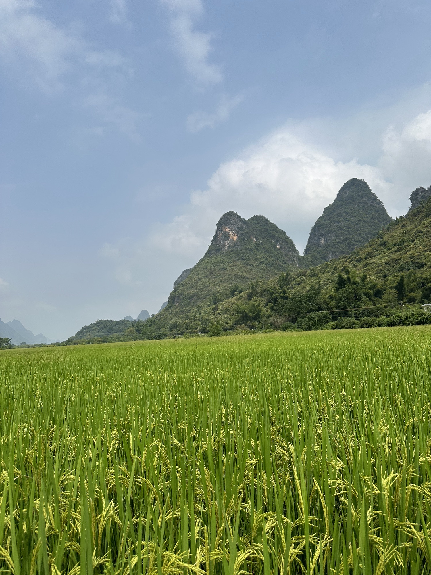梦幻遇龙花映稻香景区旅行图片 2