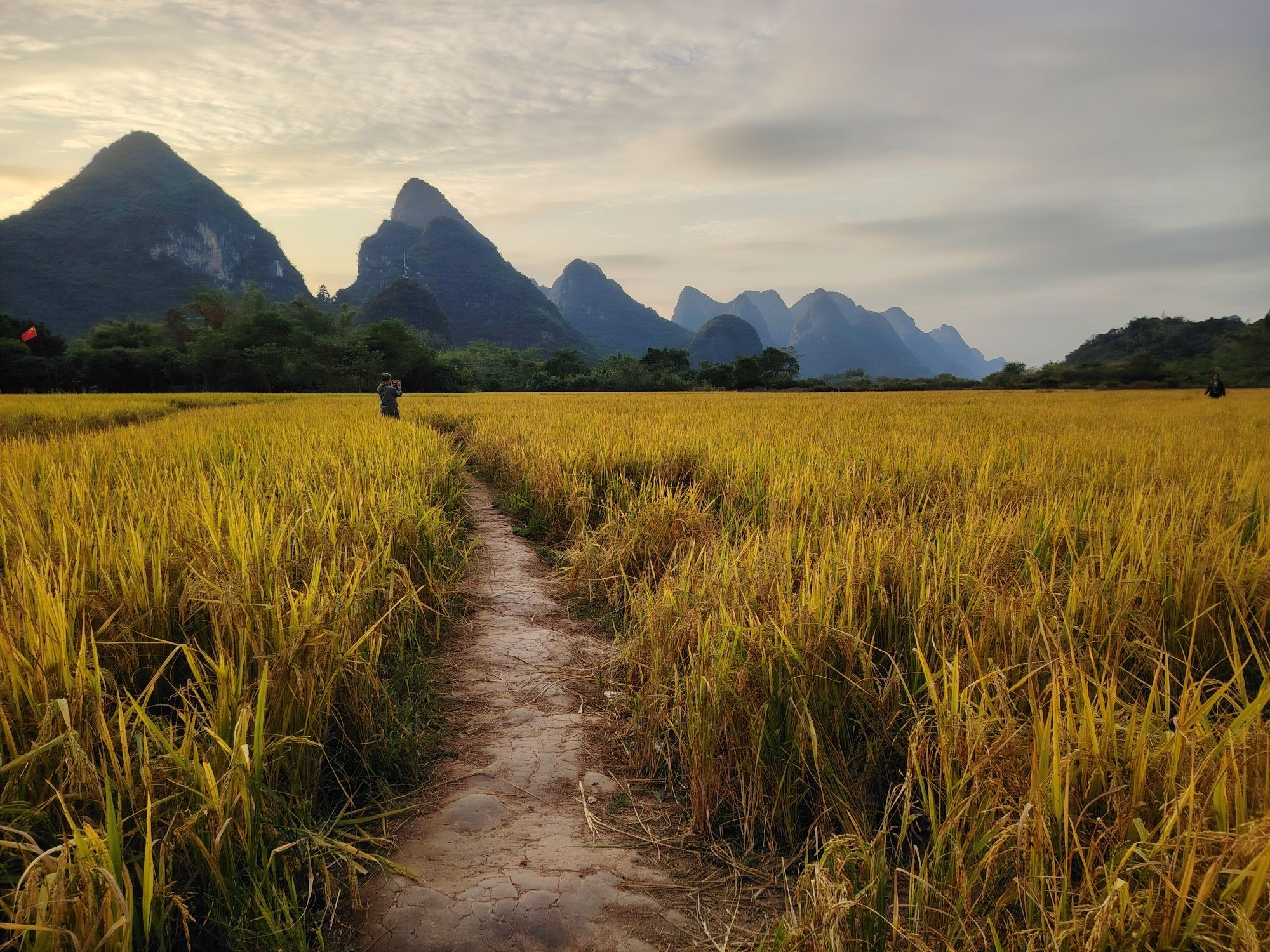 梦幻遇龙花映稻香景区旅行图片 1