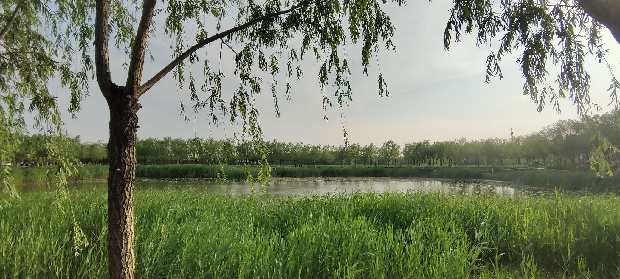 古海岸湿地绿廊旅行图片 1