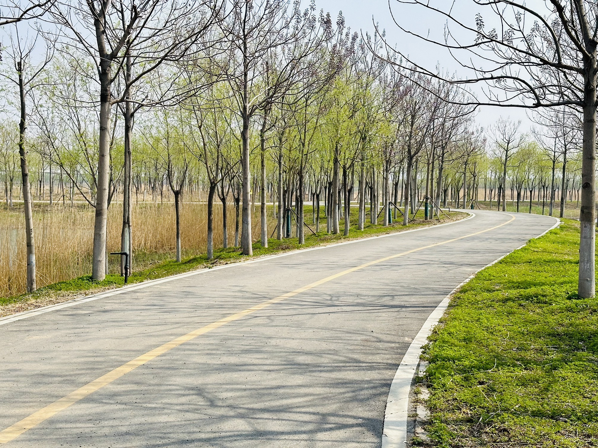 古海岸湿地绿廊旅行图片 3