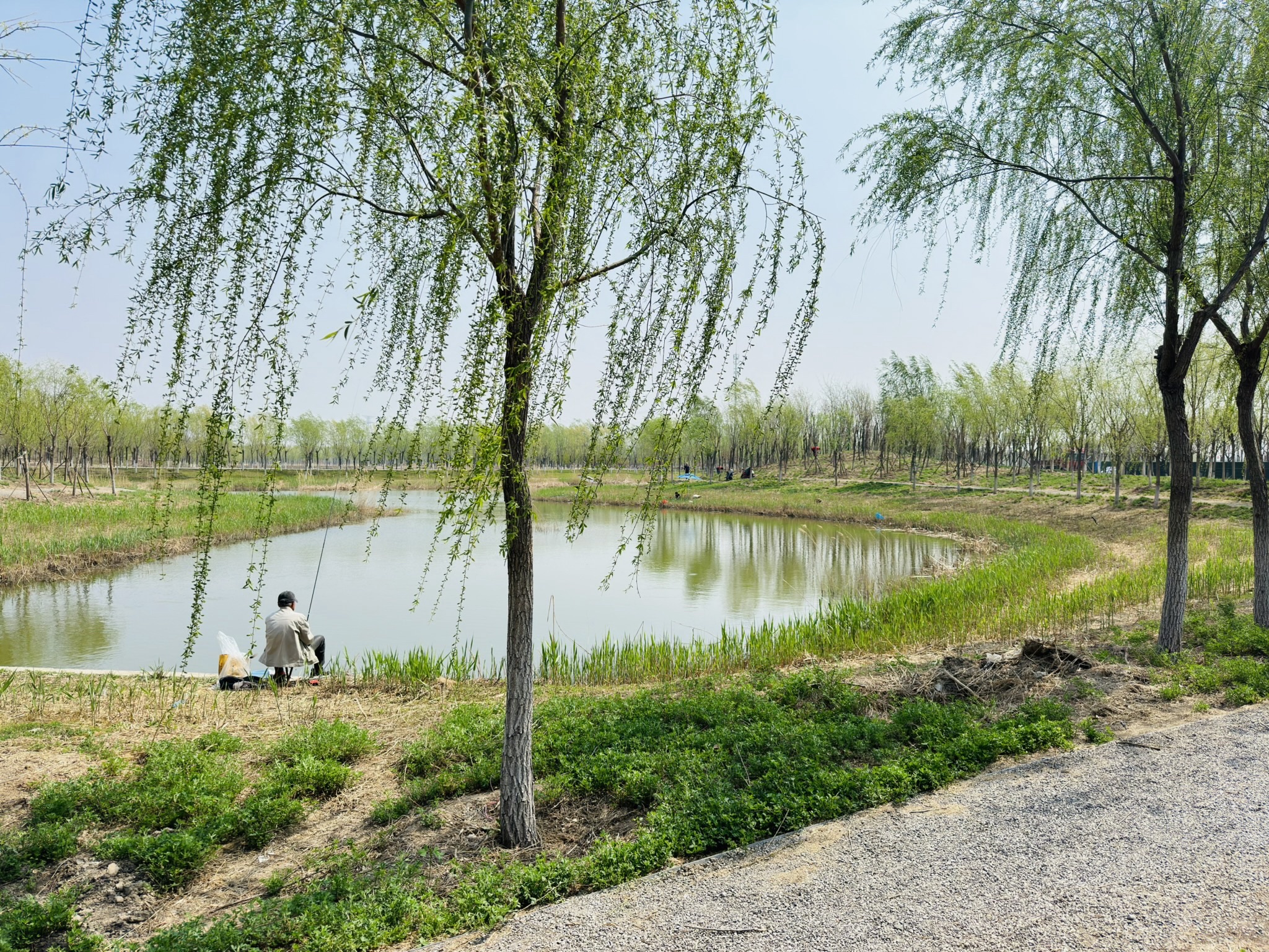 古海岸湿地绿廊旅行图片 1