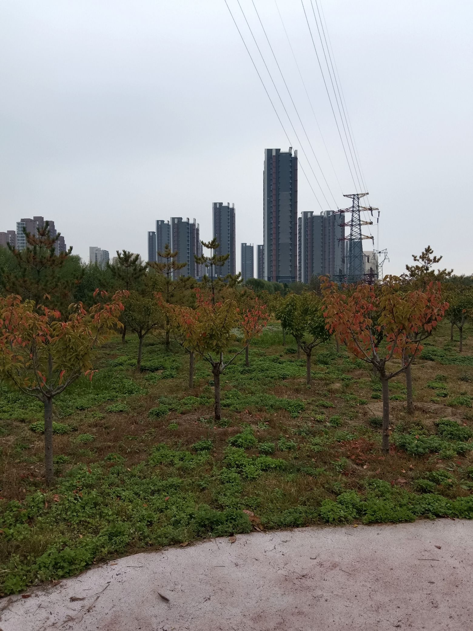 龙域社区公园旅行图片 3