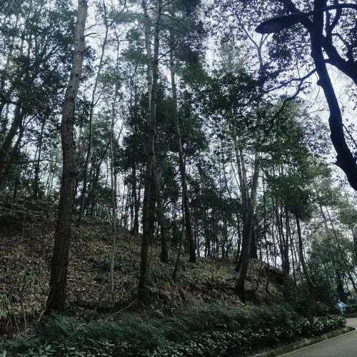 凤凰山森林公园旅行图片 3