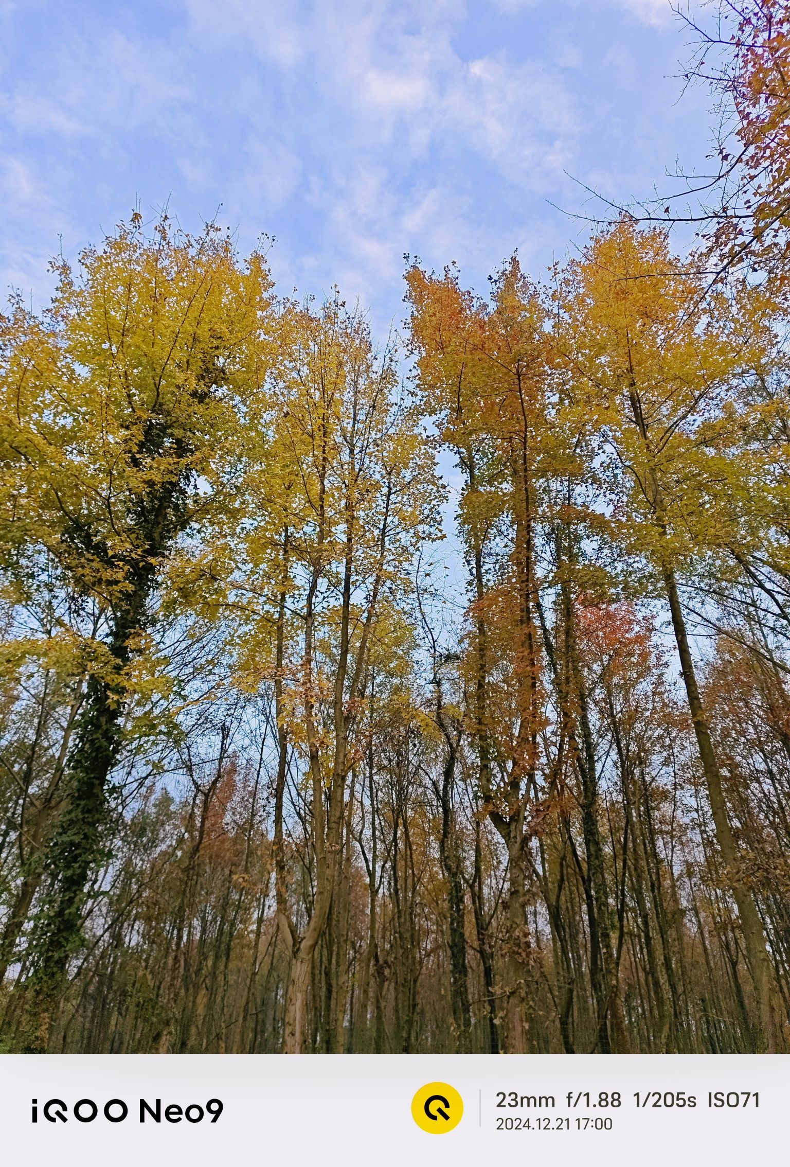诸睦百年樟林旅行图片 3
