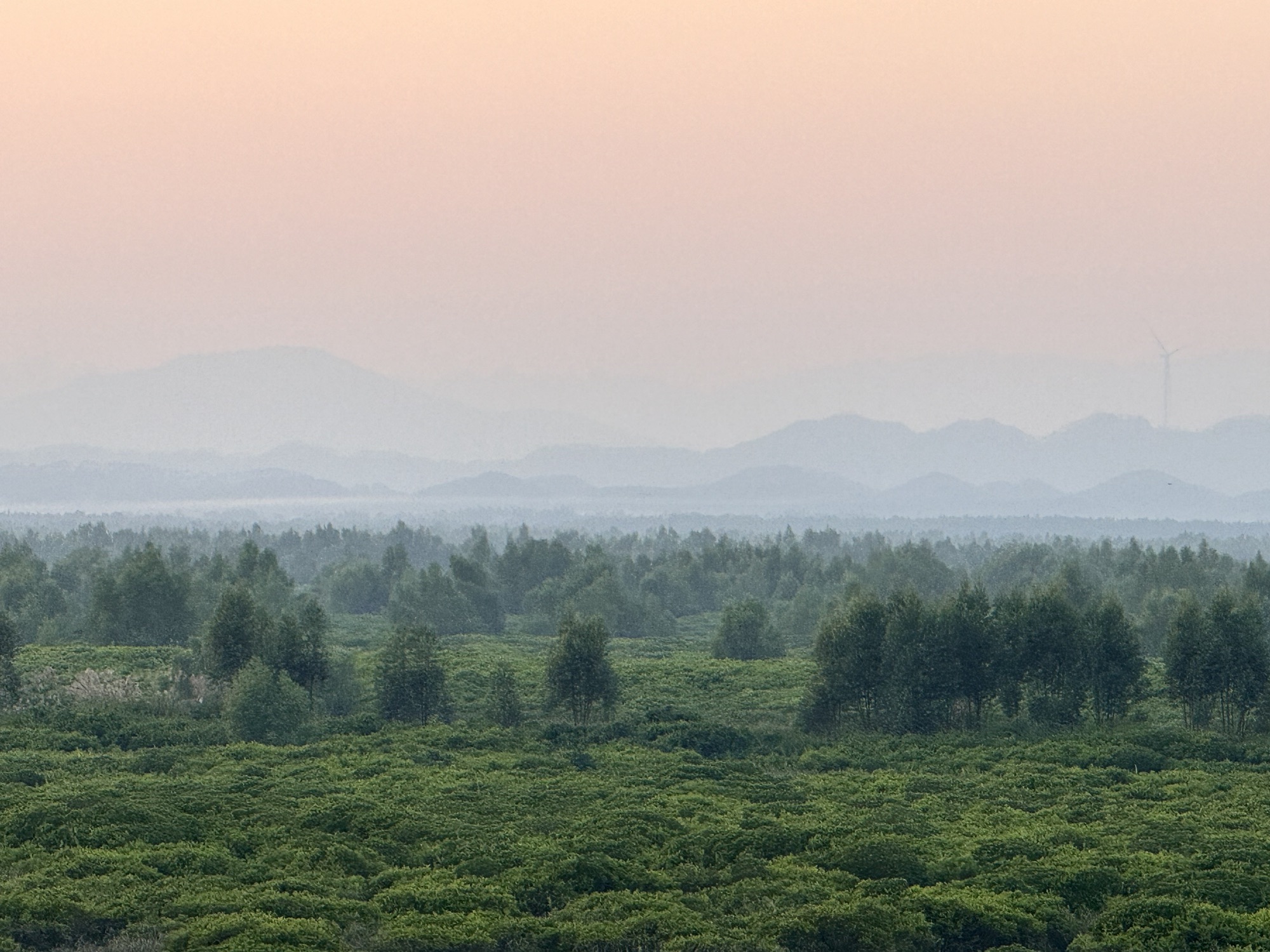 海蝦楼(红树林观景台)旅行图片 3