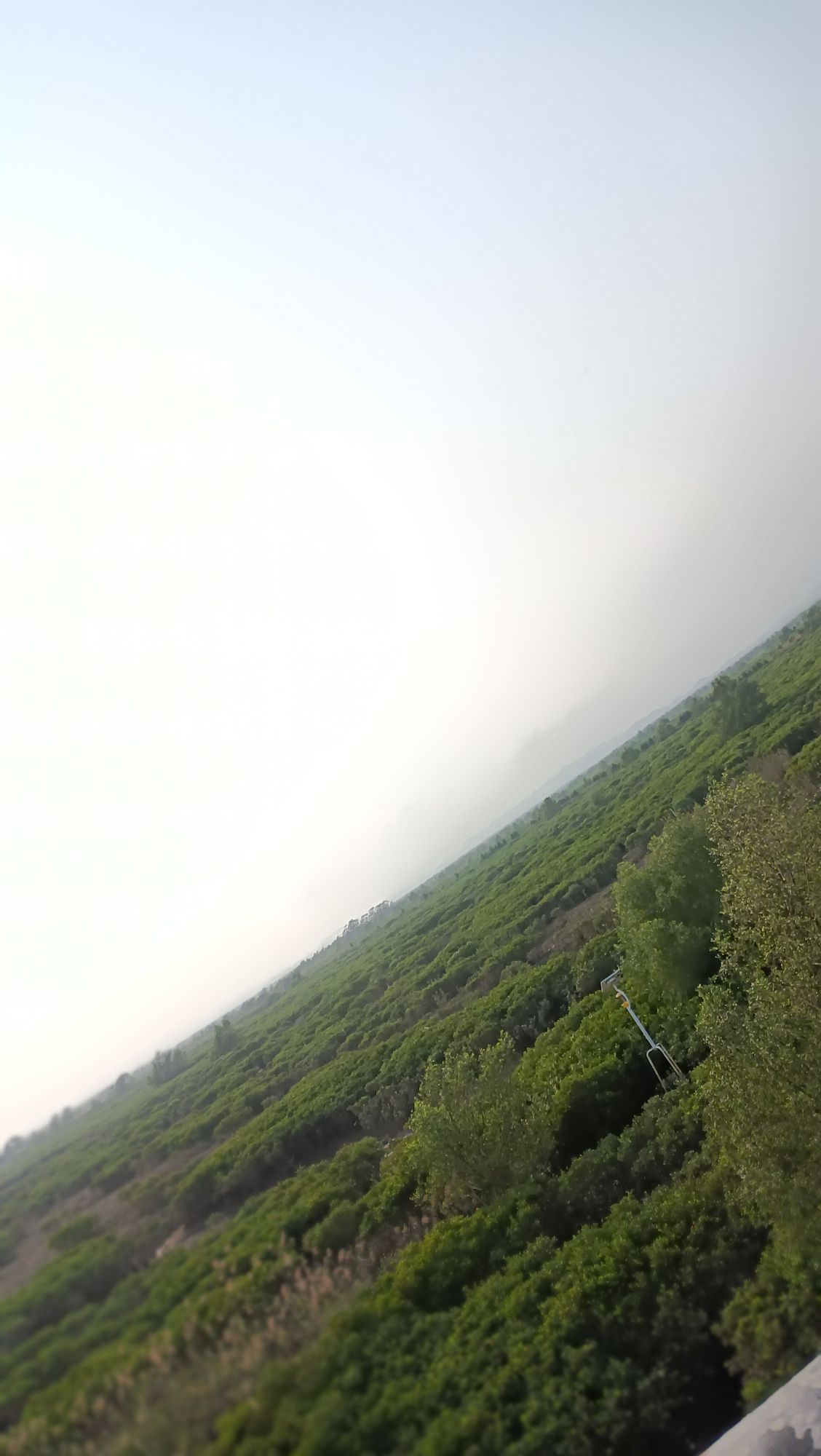 海蝦楼(红树林观景台)旅行图片 2