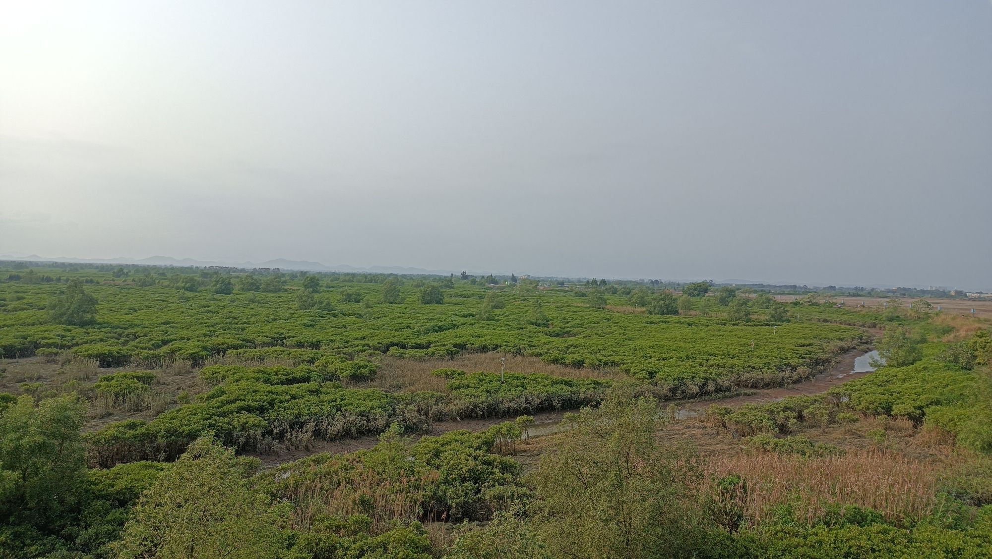 海蝦楼(红树林观景台)旅行图片 1