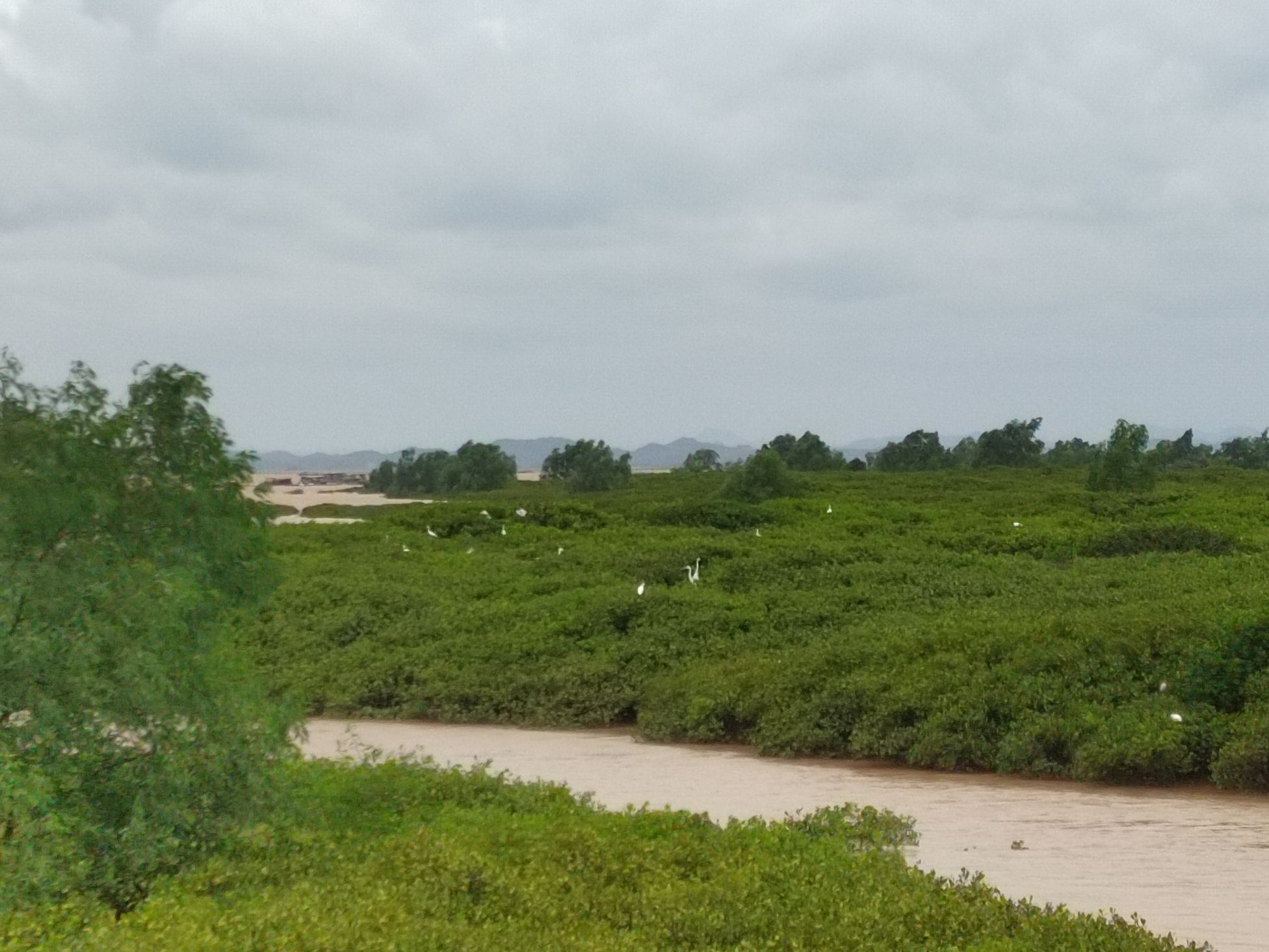 海蝦楼(红树林观景台)旅行图片 3