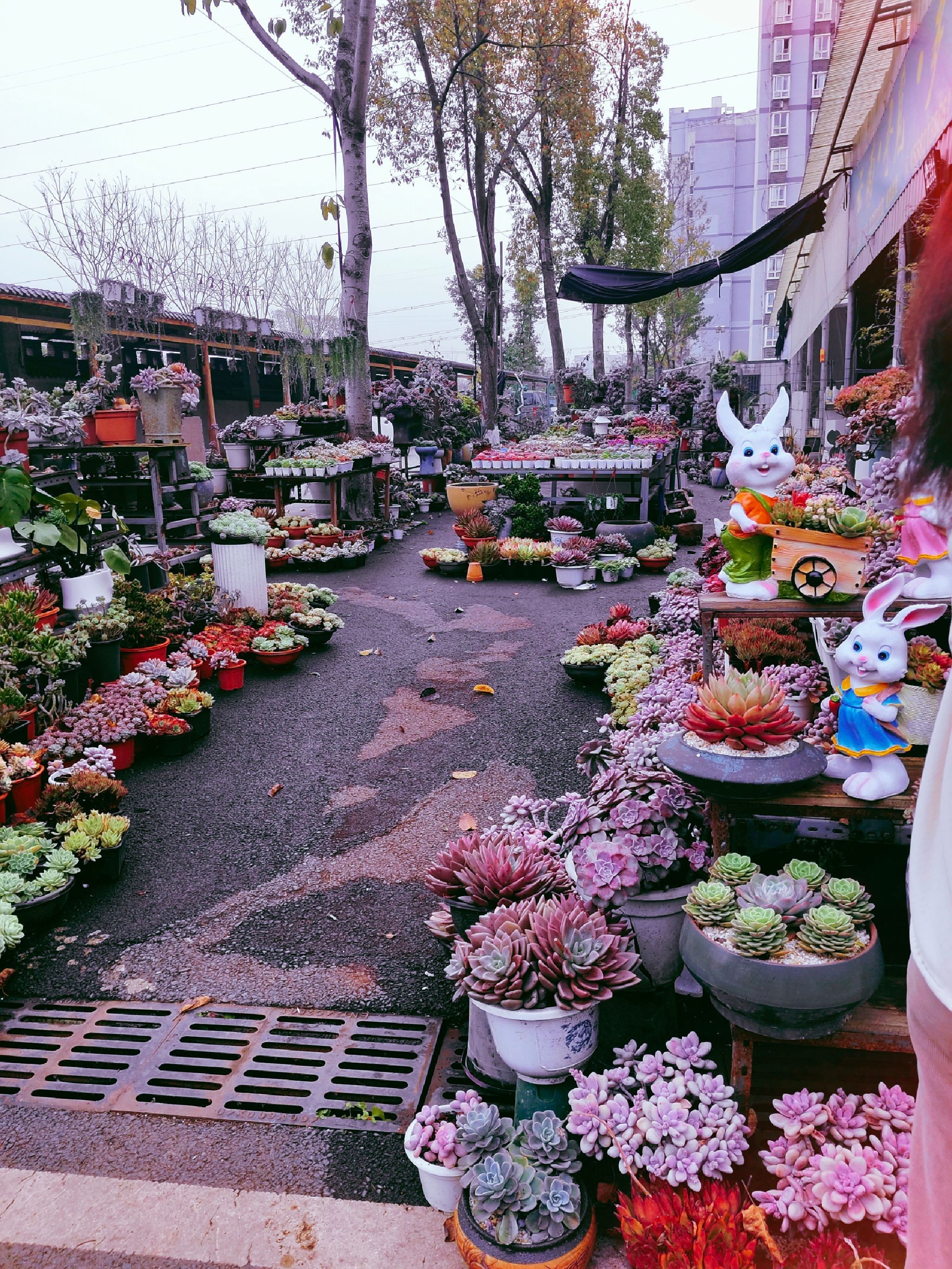 丰文花鸟市场(陈家桥店)