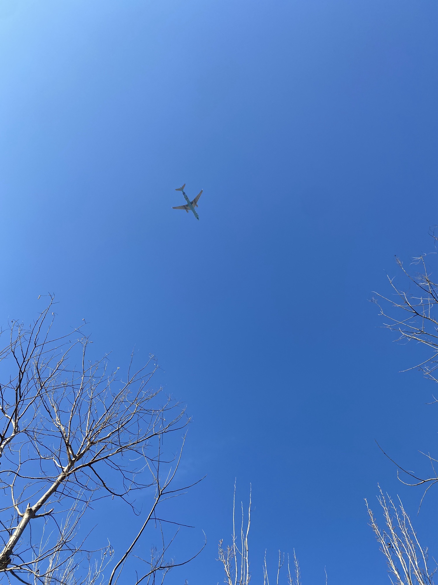 金盏森林公园旅行图片 3
