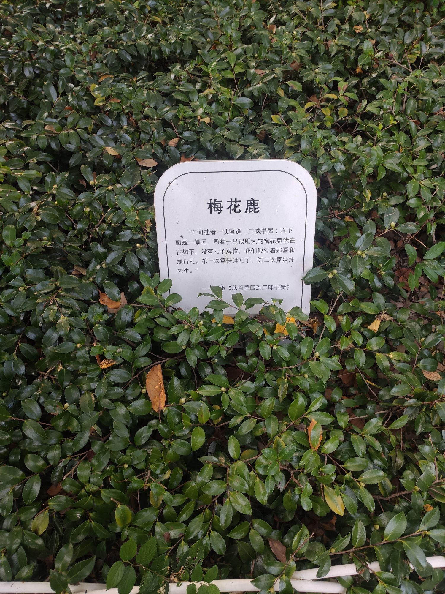 百草园旅行图片 3
