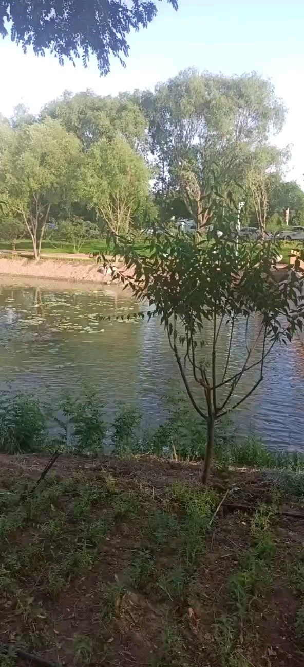 青逸湖