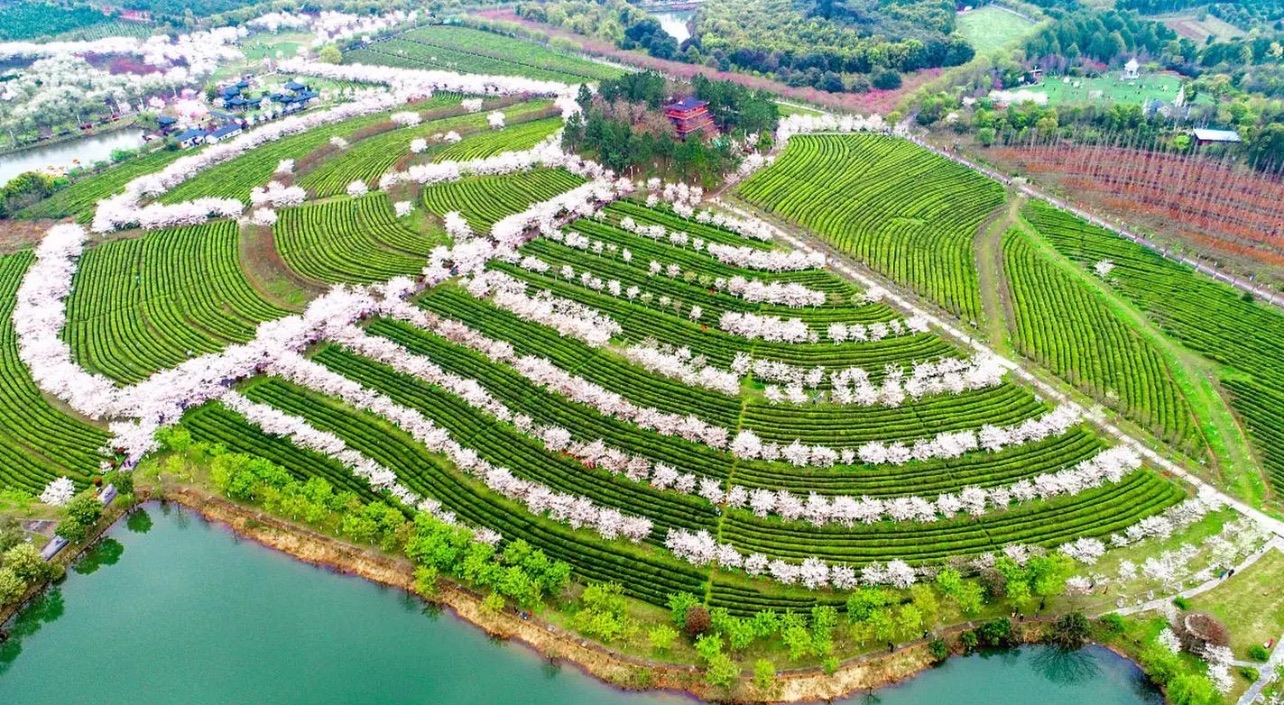 唐家山油茶文化园旅行图片 3