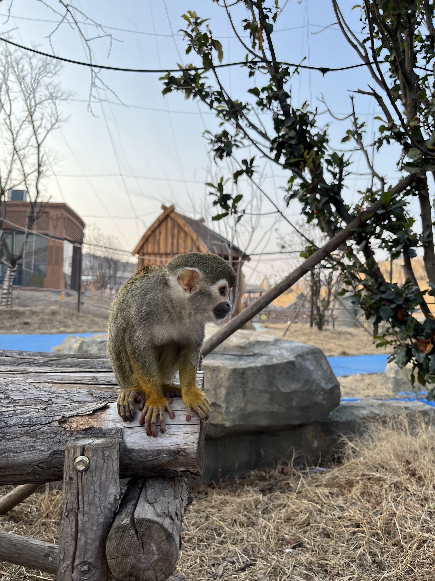 徐州九顶山野生动物园旅行图片 2
