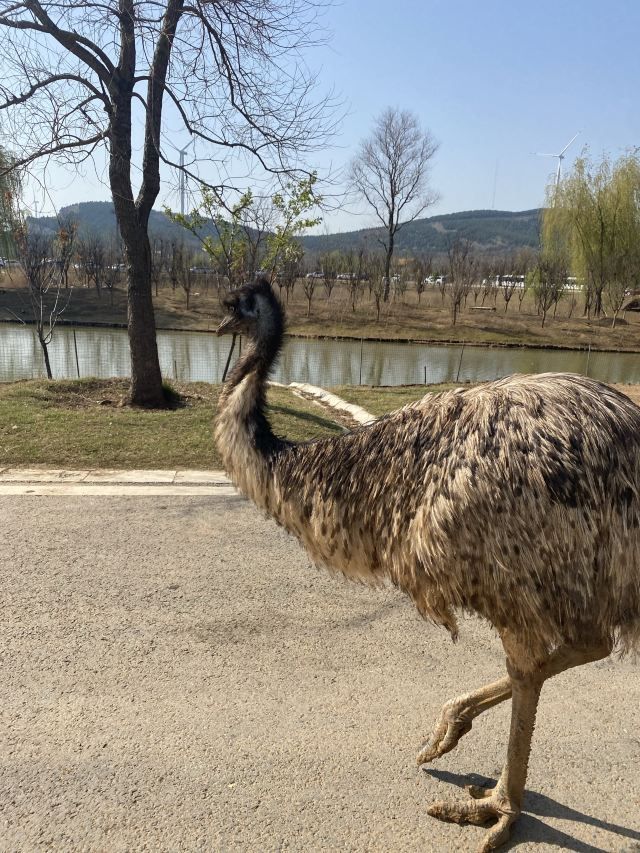 徐州九顶山野生动物园旅行图片 1