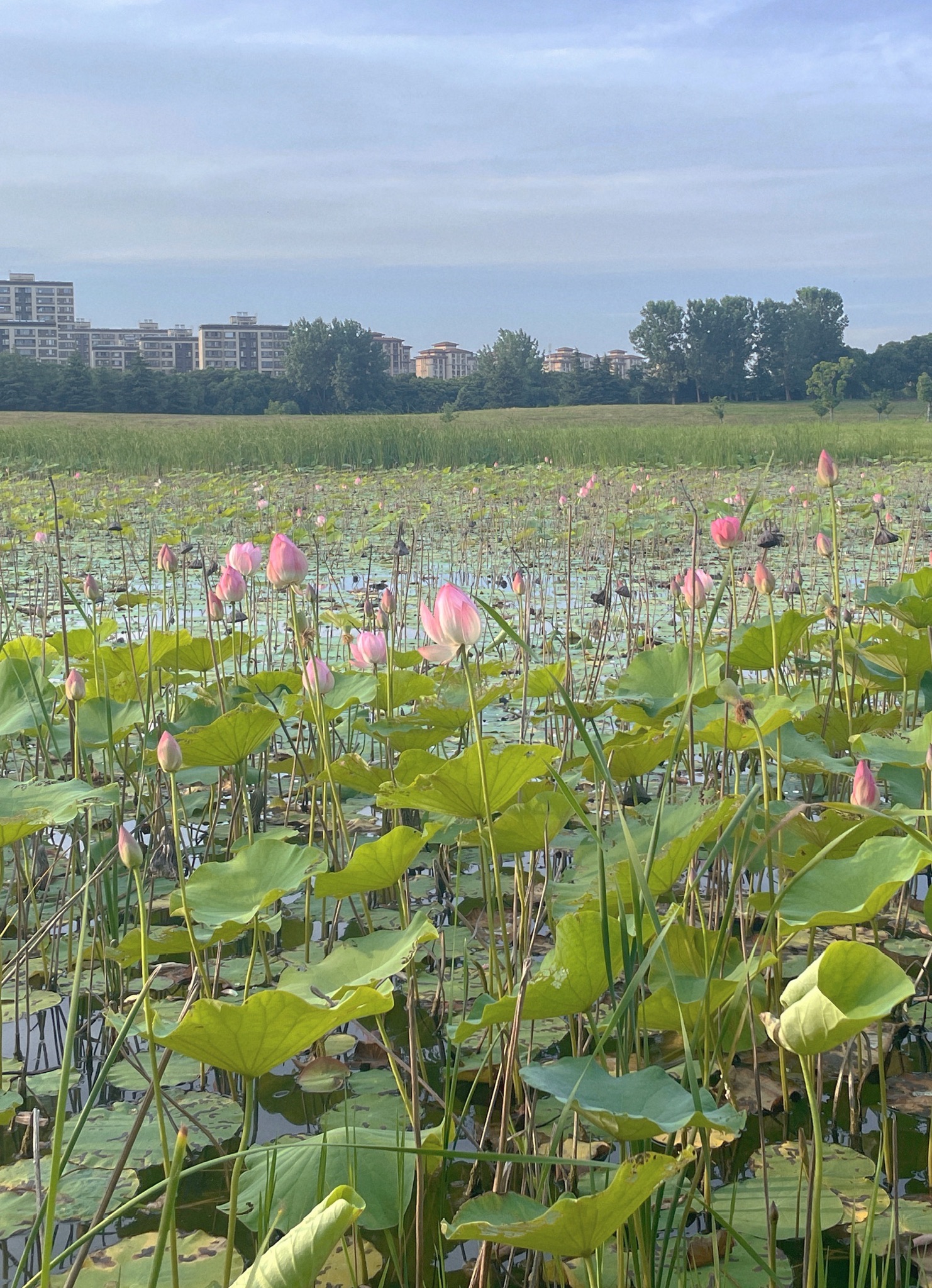 小溪港鱼咀公园旅行图片 1