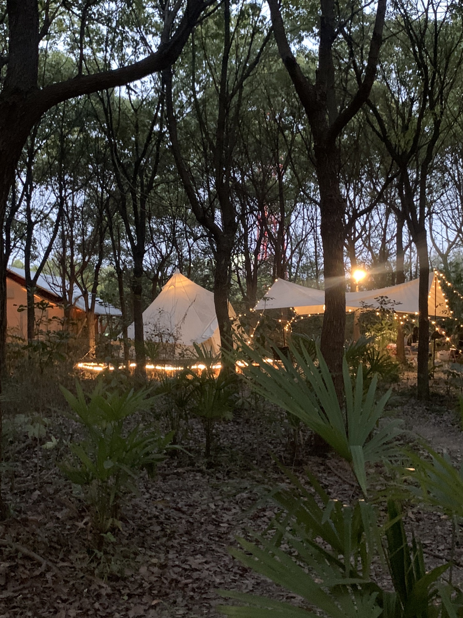 一森露营公园旅行图片 1