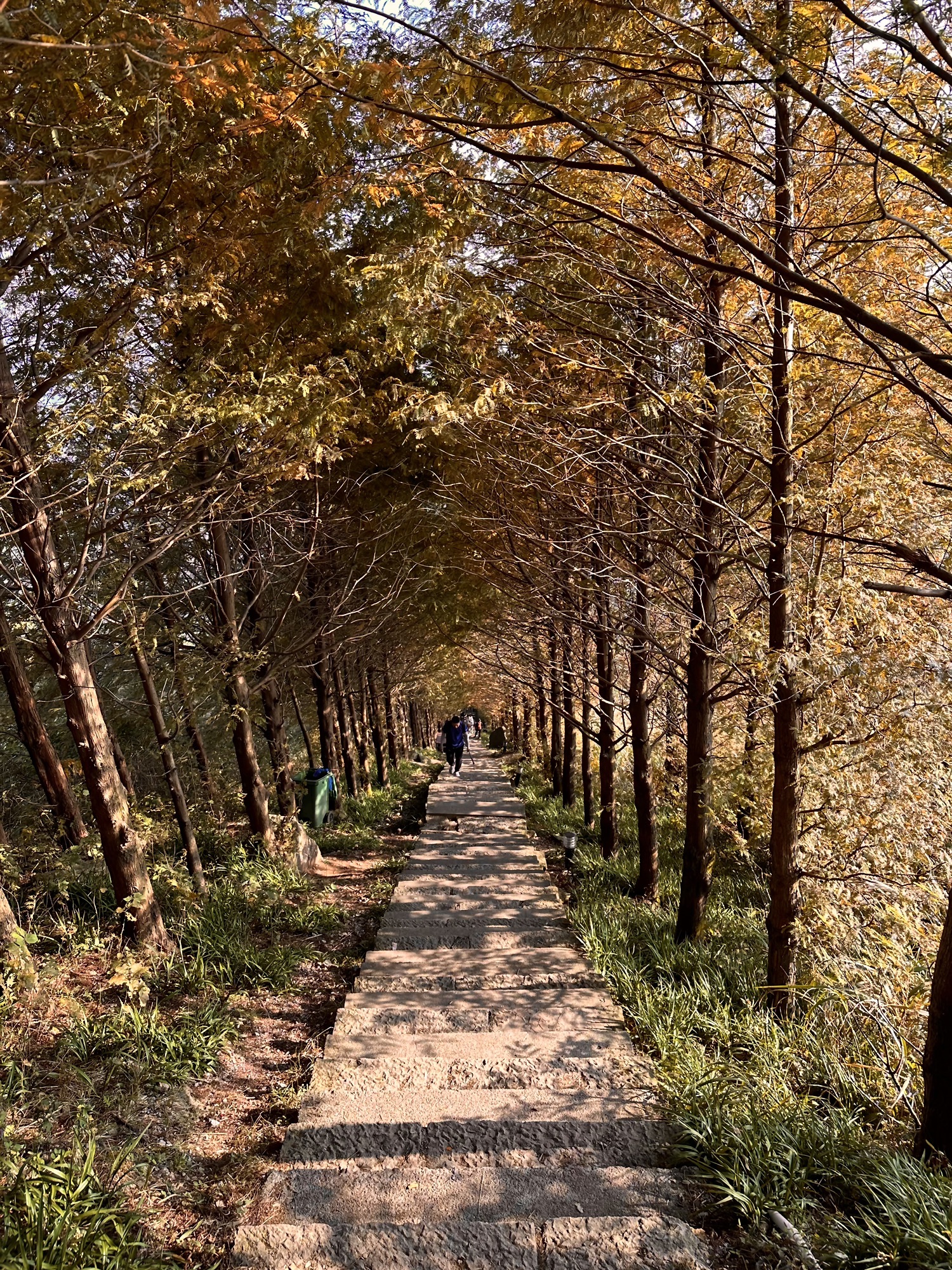 东白山游步道旅行图片 1