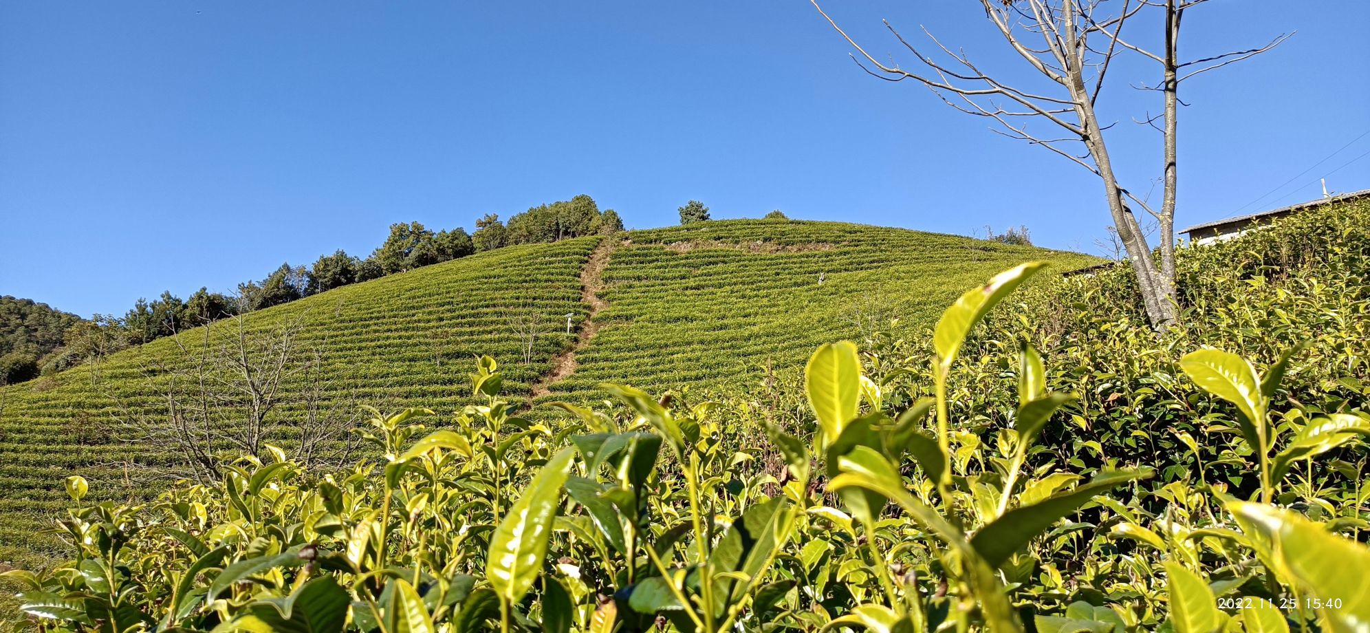 离天空最近的茶园