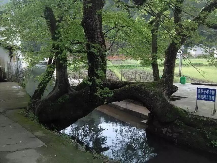 磻坑村第一其奇樟旅行图片 1