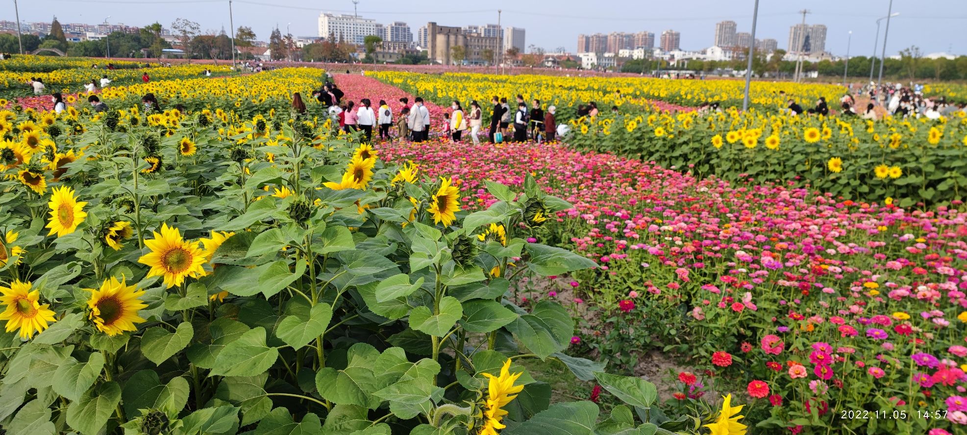 永富路花海旅行图片 3