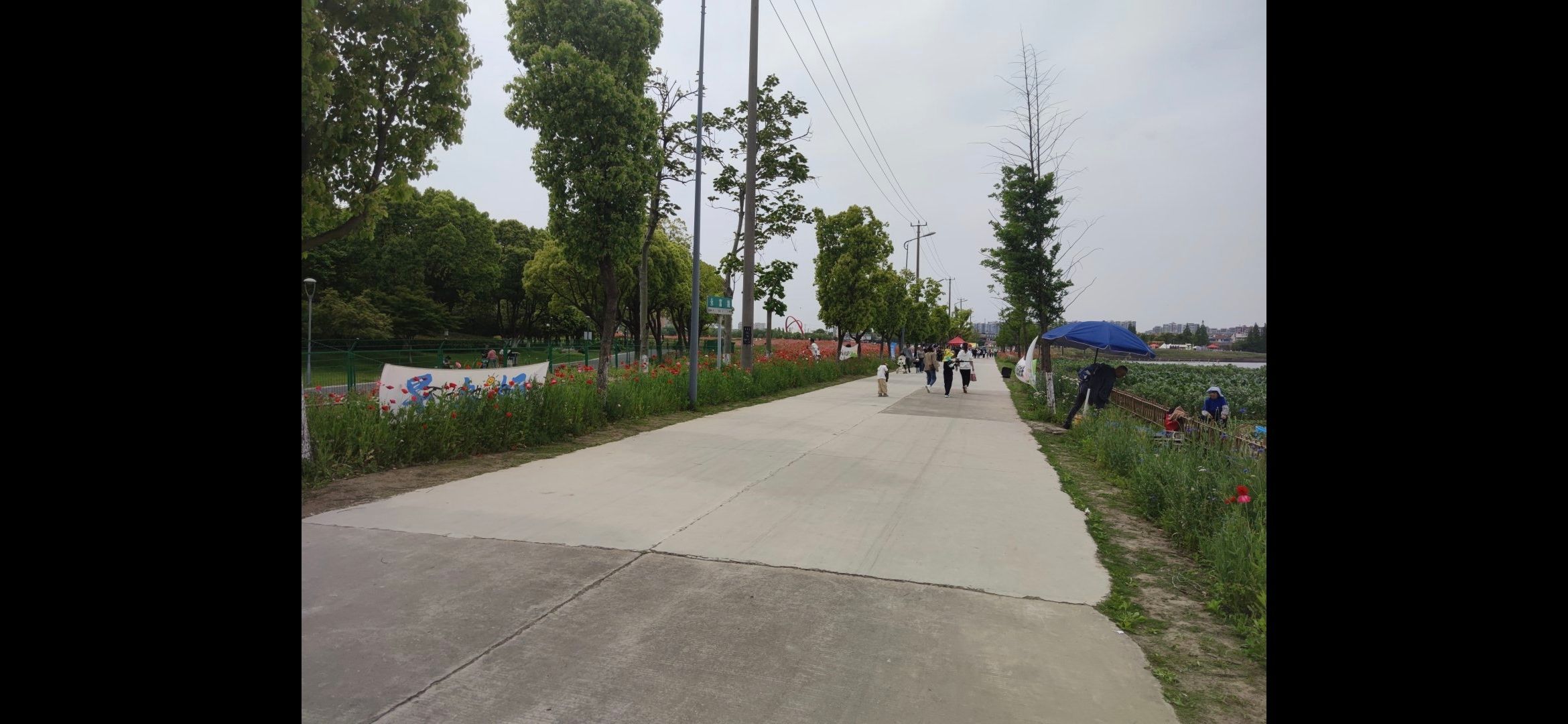永富路花海旅行图片 3