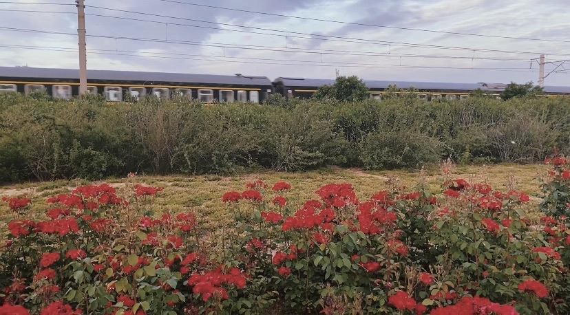 牡丹湖公园旅行图片 2