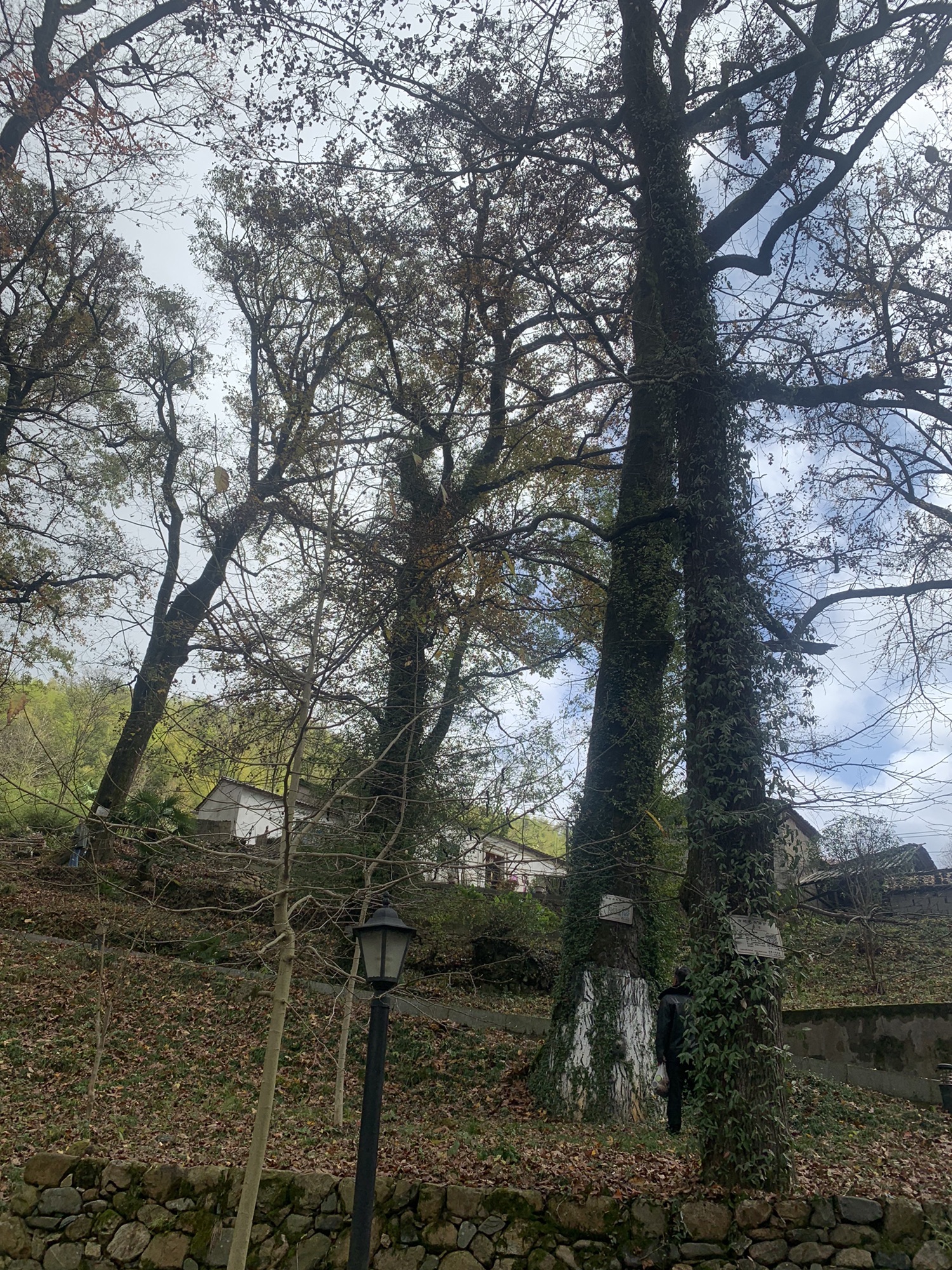濂长古树公园旅行图片 1