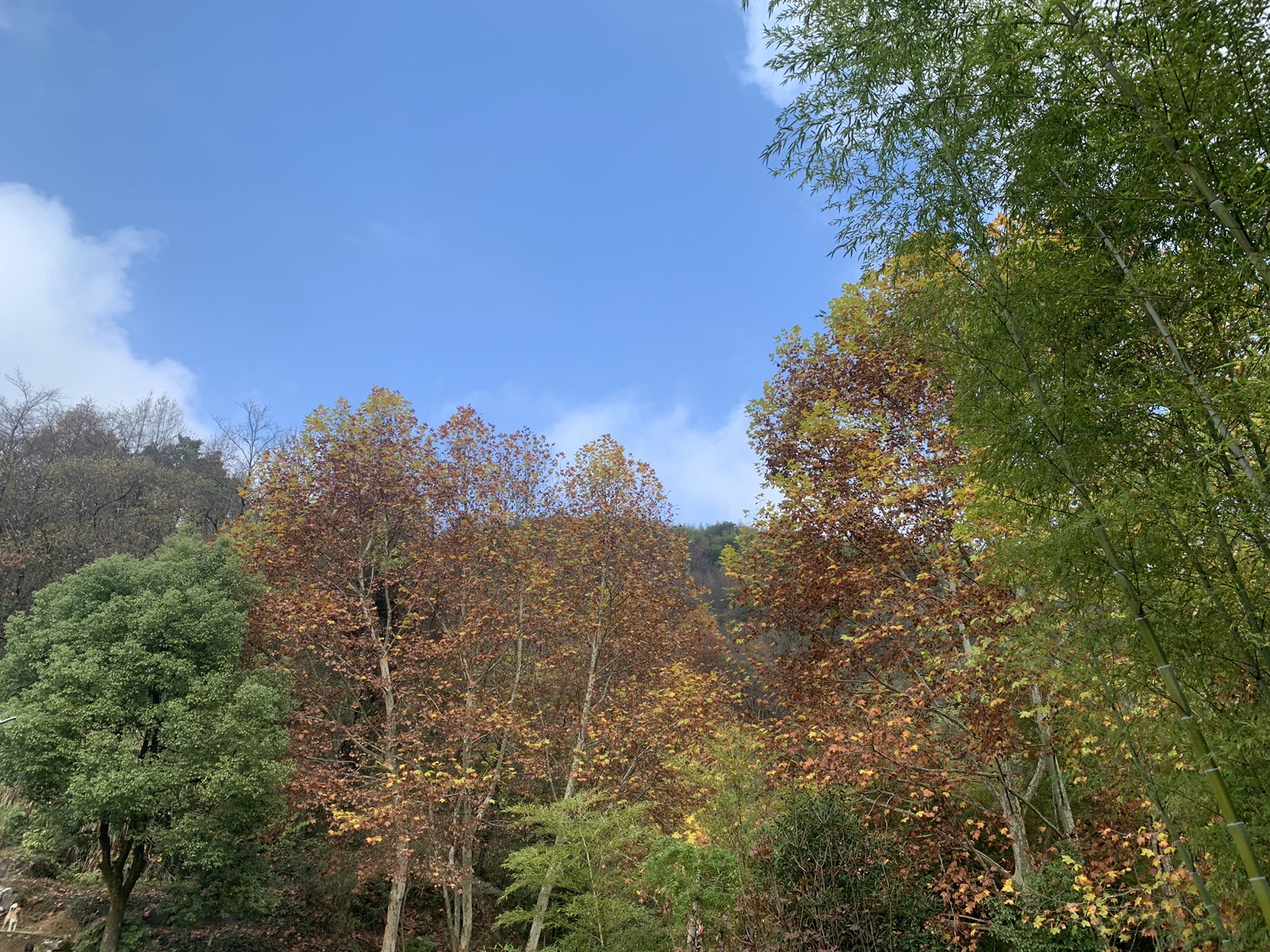 濂长古树公园旅行图片 2