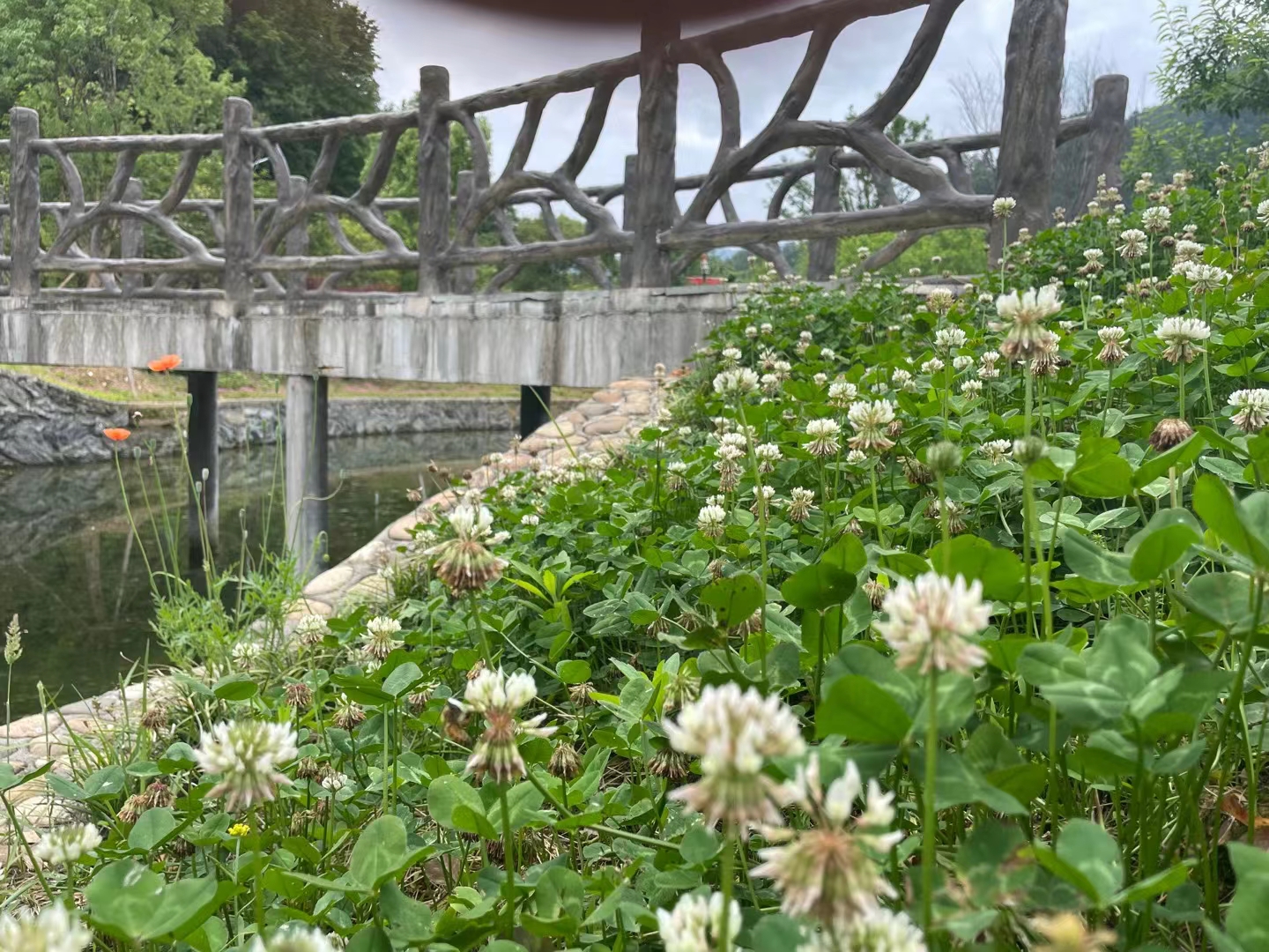 开化金溪桃韵景区旅行图片 3