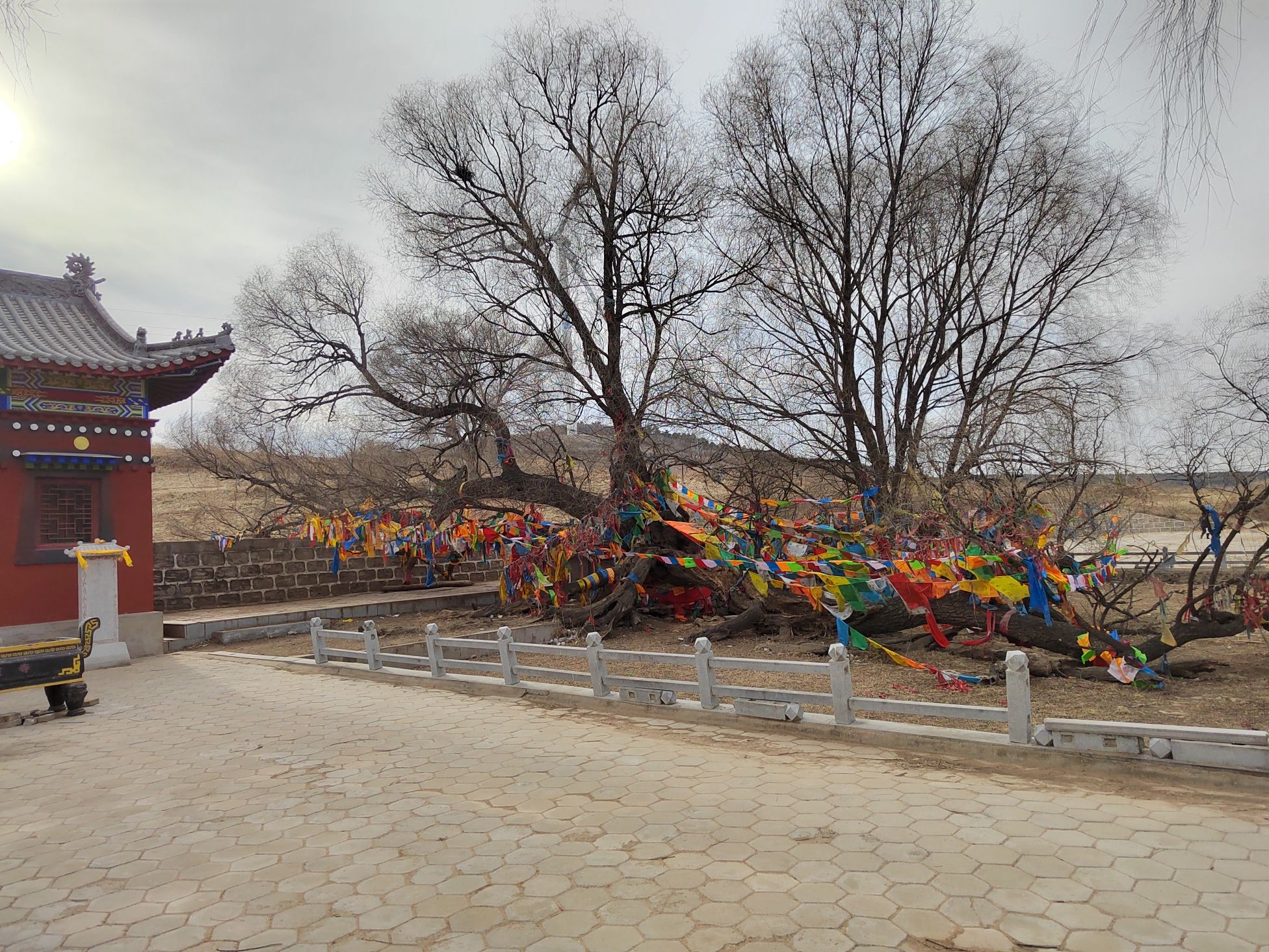 龙泉神树旅行图片 1