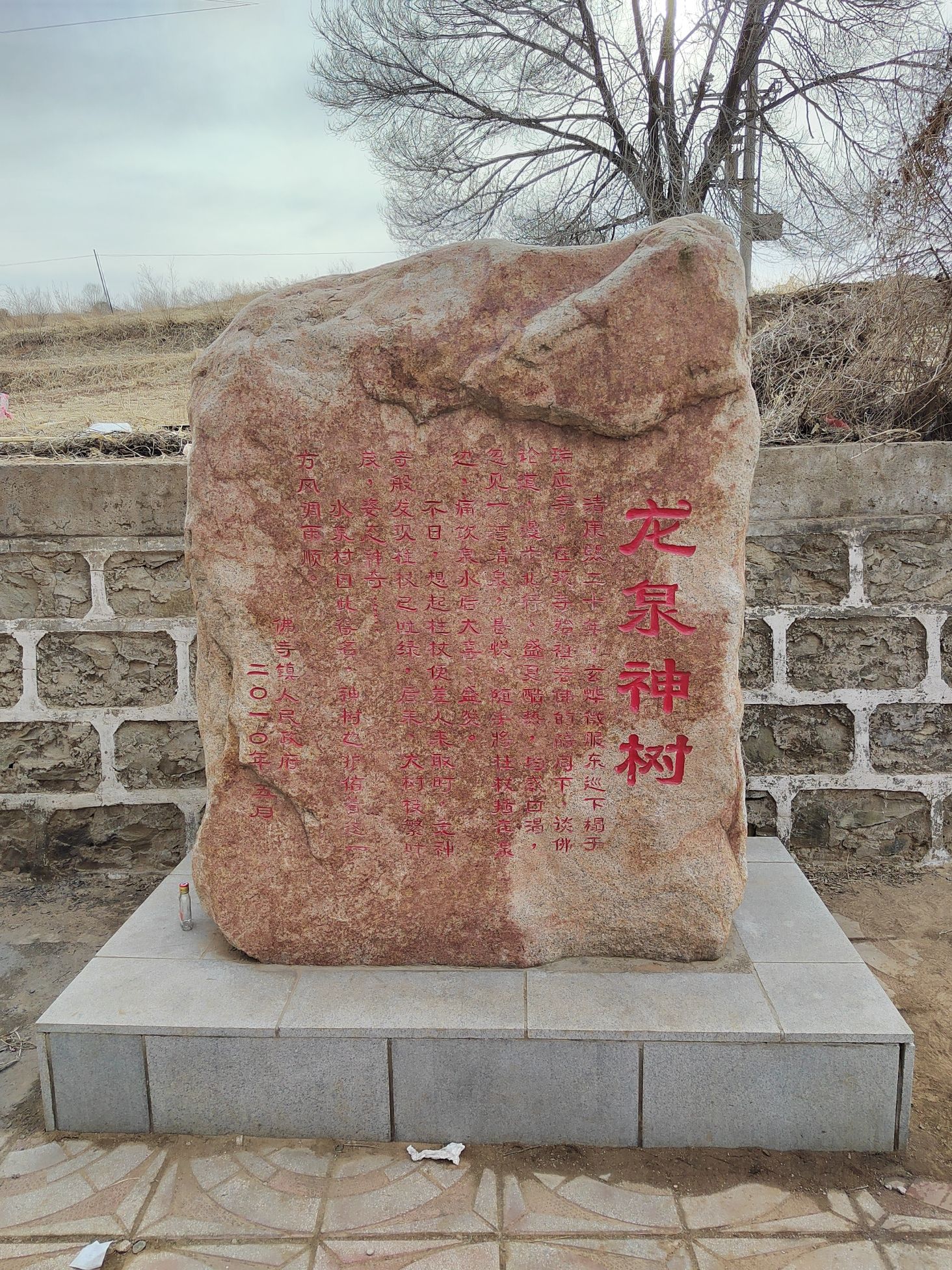 龙泉神树旅行图片 2